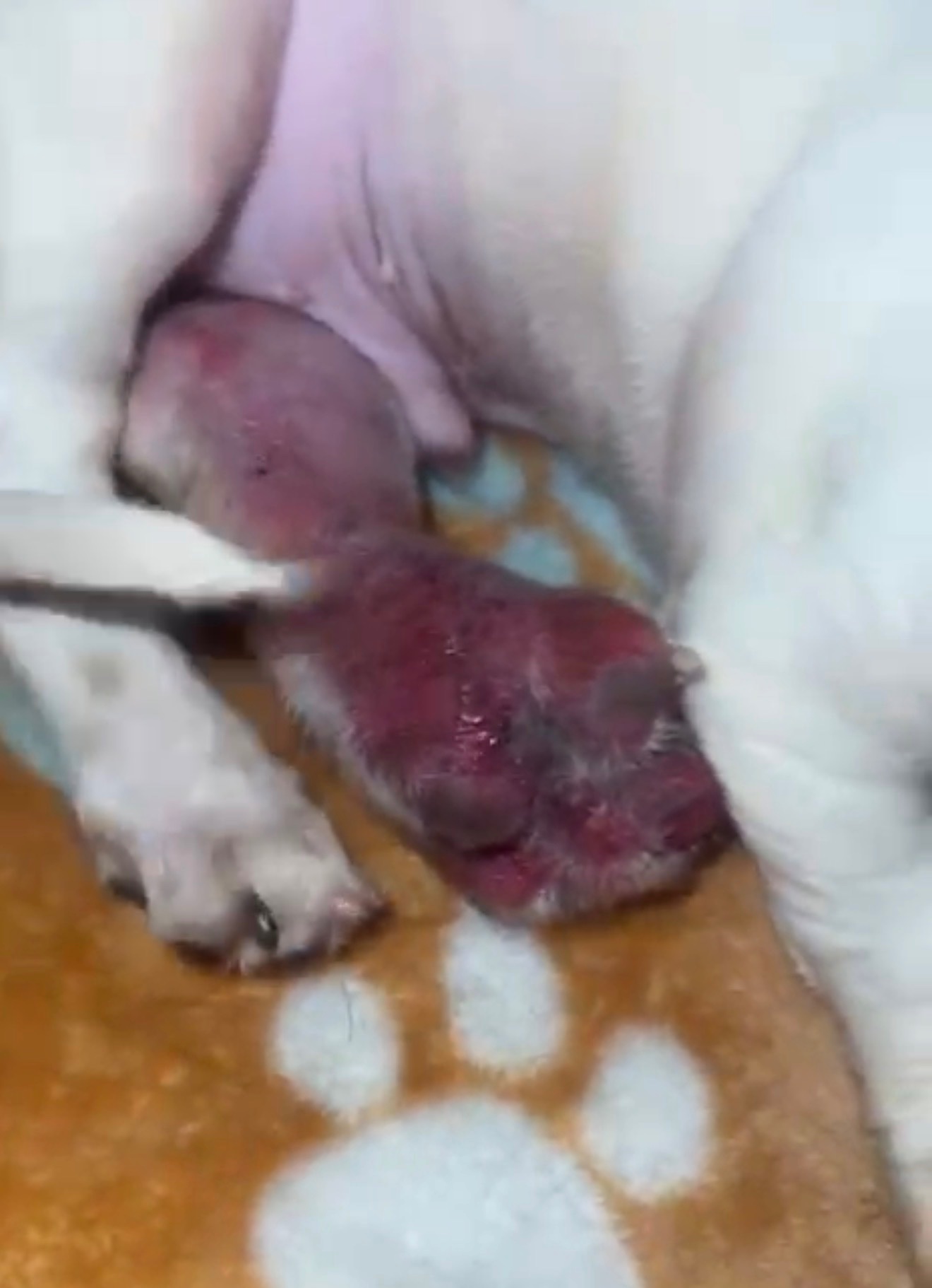 Save a Puppy’s Leg: Urgent Help Needed campaign photo, 4 of 6