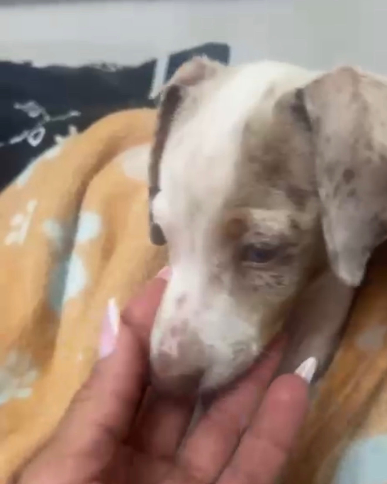 Save a Puppy’s Leg: Urgent Help Needed campaign photo, 2 of 6