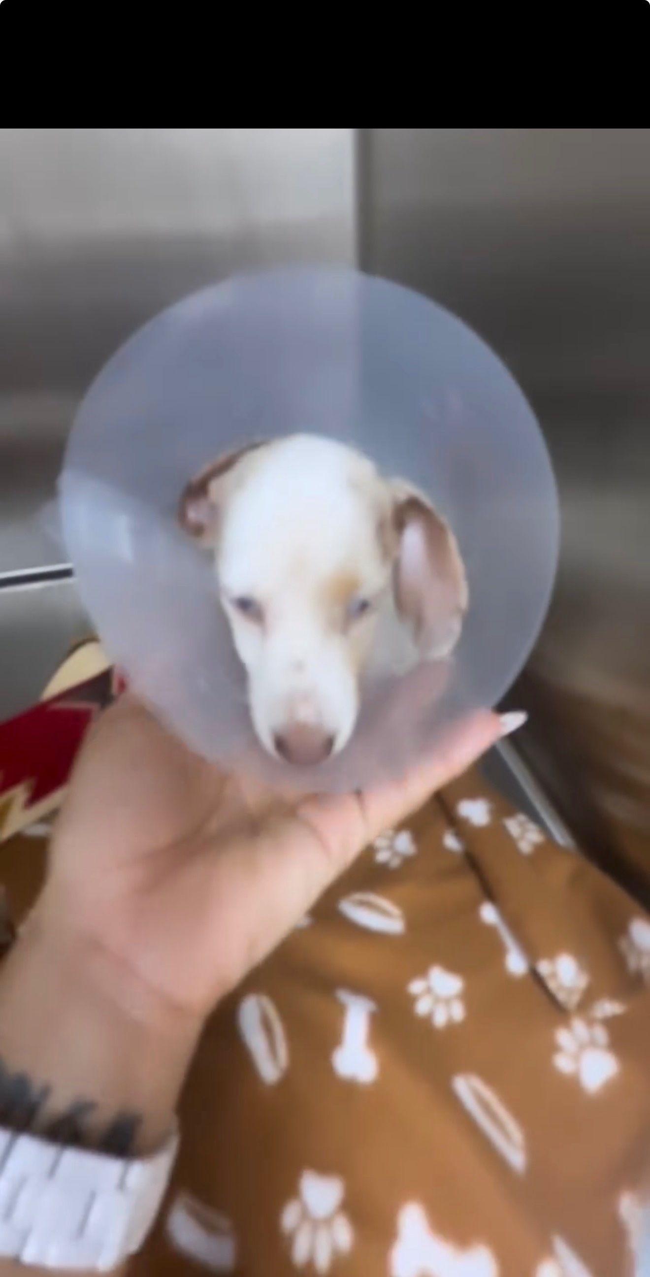 Save a Puppy’s Leg: Urgent Help Needed campaign photo, 5 of 6