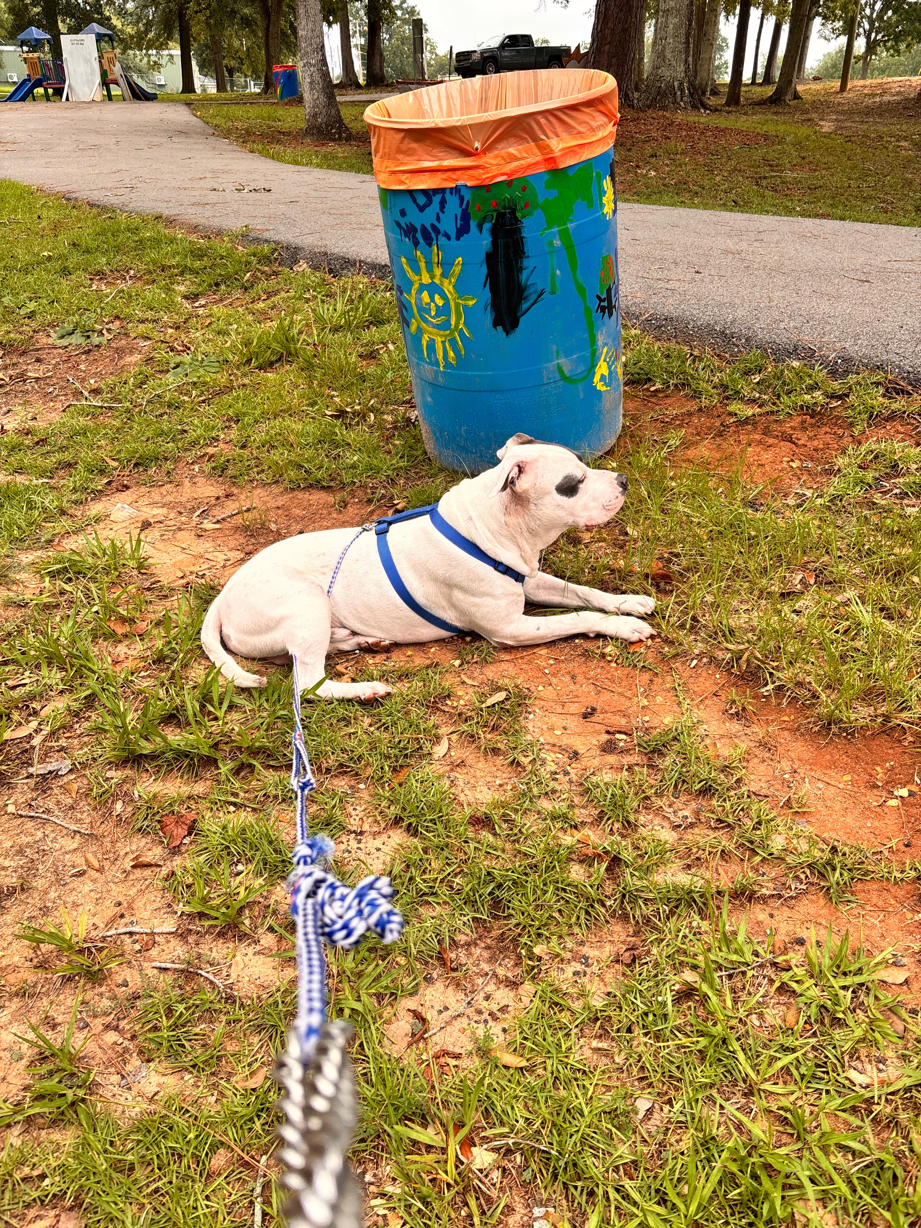 Help Shawn & Dog Find Safe Shelter campaign photo, 6 of 8