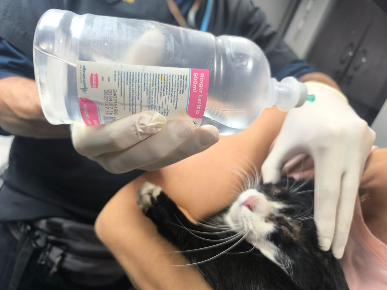 Cuidar nos une - Fondo de Atención Veterinaria Venezuela campaign photo, 5 of 8