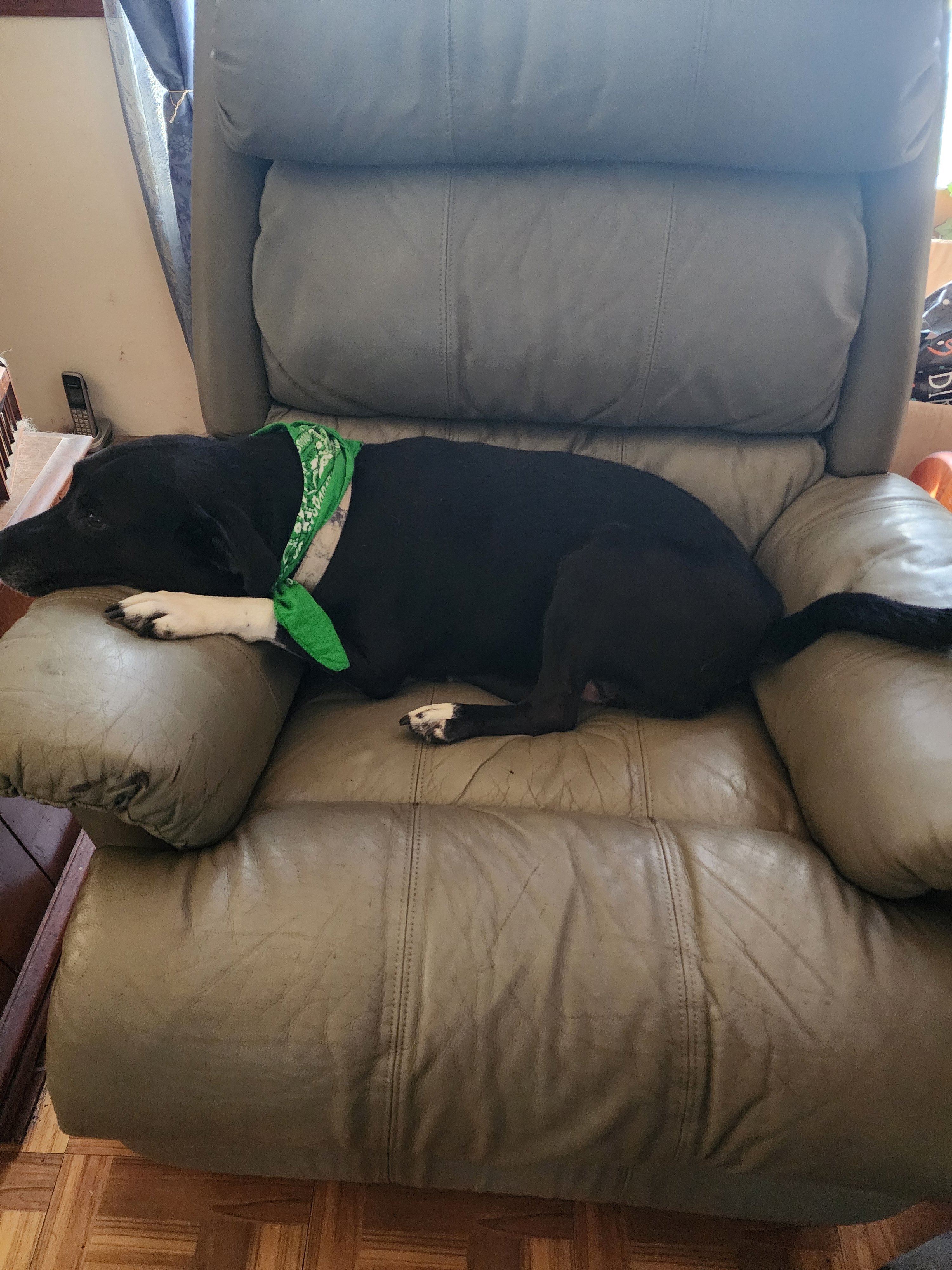 Urgent Help for Josh and His Beloved Pets campaign photo, 5 of 8