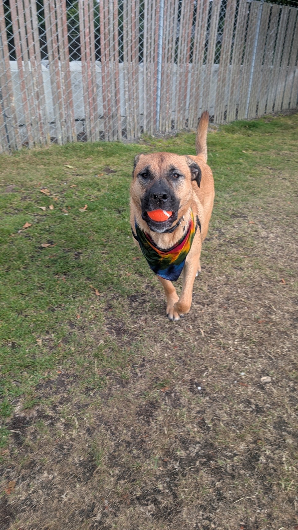 Help Duke Run Again: Surgery Fundraiser campaign photo, 7 of 8