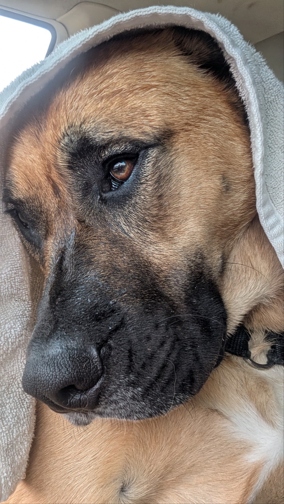 Help Duke Run Again: Surgery Fundraiser campaign photo, 2 of 8
