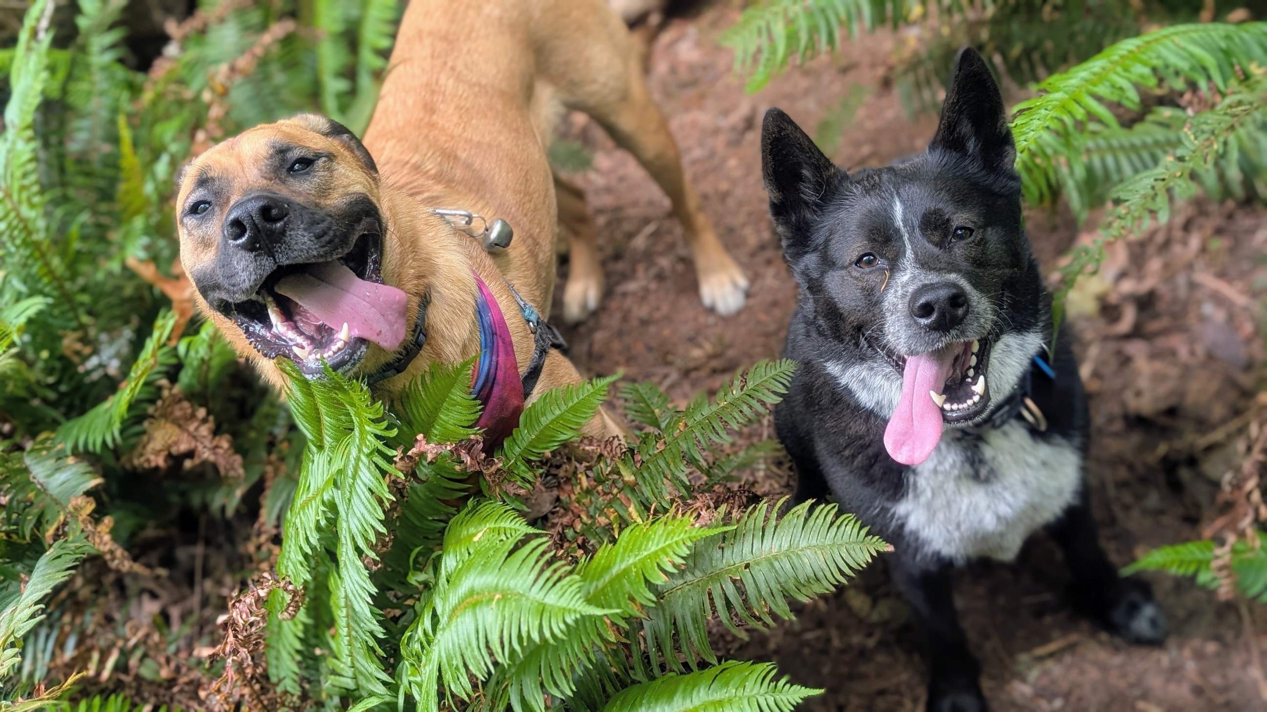 Help Duke Run Again: Surgery Fundraiser campaign photo, 4 of 8