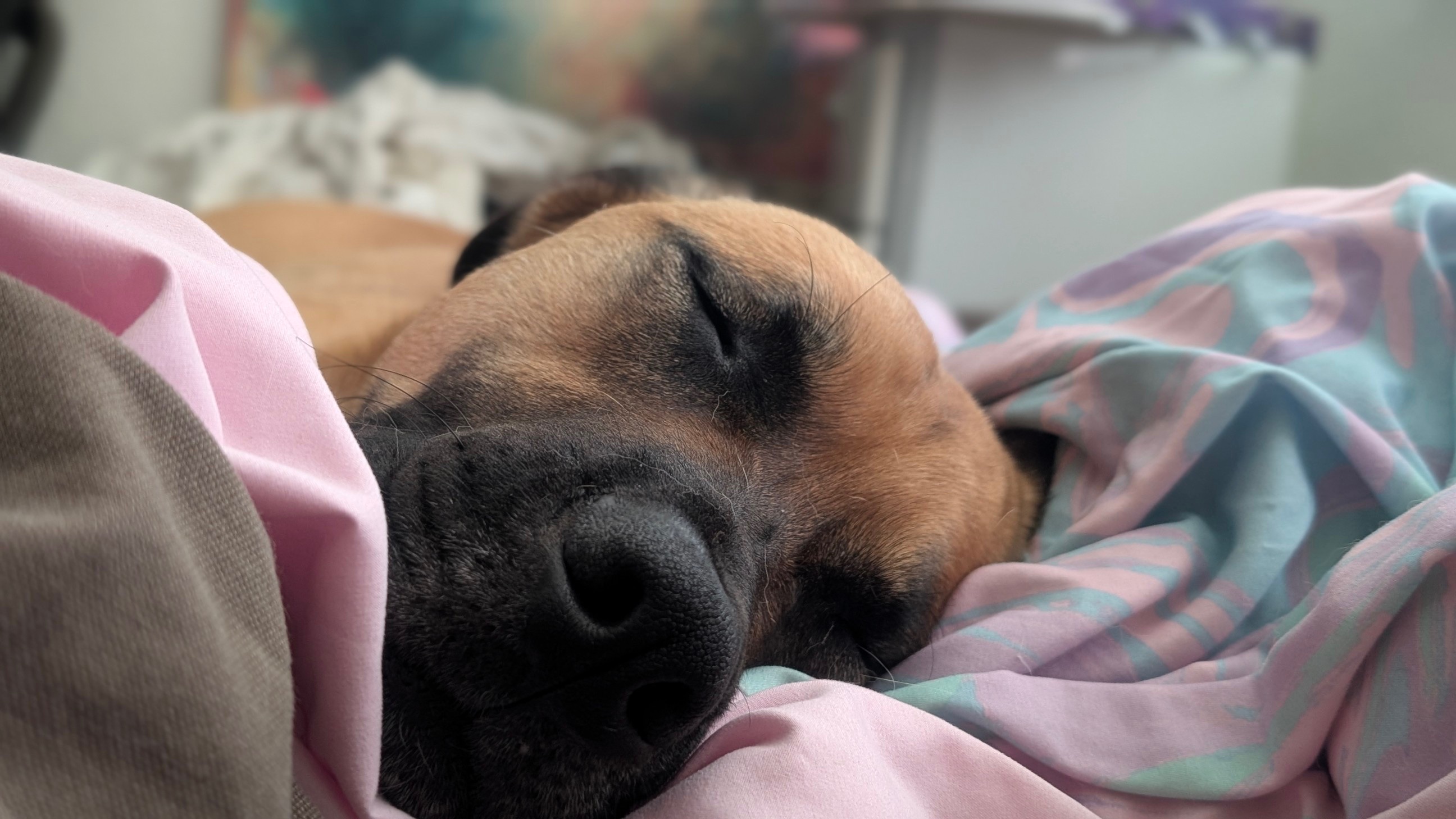Help Duke Run Again: Surgery Fundraiser campaign photo, 5 of 8