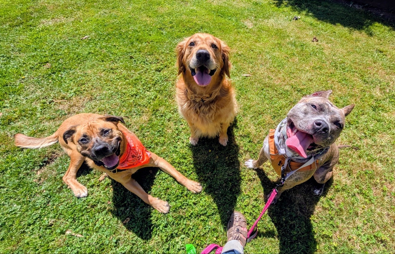 Help Duke Run Again: Surgery Fundraiser campaign photo, 6 of 8
