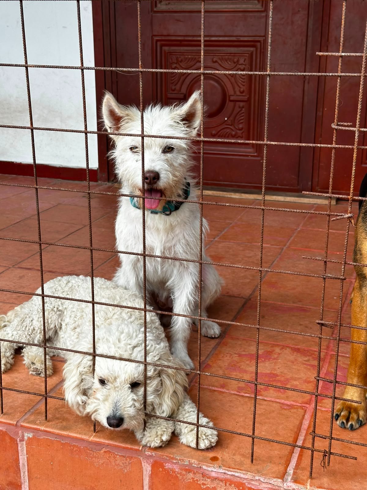 URGENT – HELP US MOVE OUR SHELTER TO SAFETY campaign photo, 7 of 8