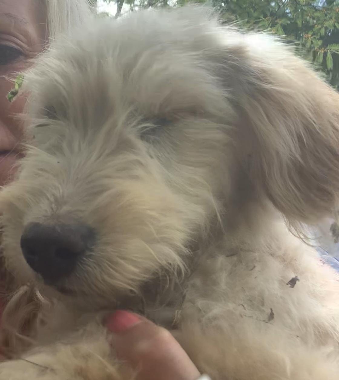 URGENT – HELP US MOVE OUR SHELTER TO SAFETY campaign photo, 5 of 8