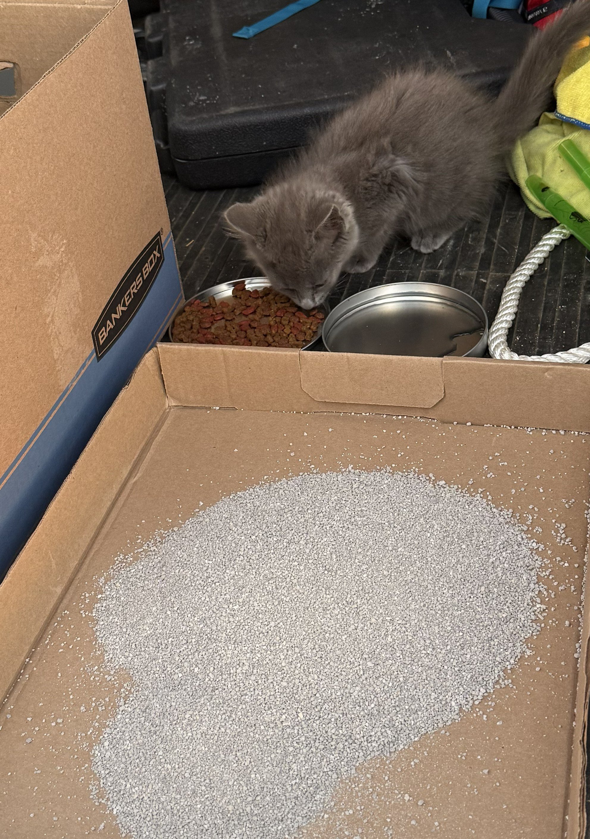 Help Ambrose the Kitten Heal and Find a Home campaign photo, 6 of 7