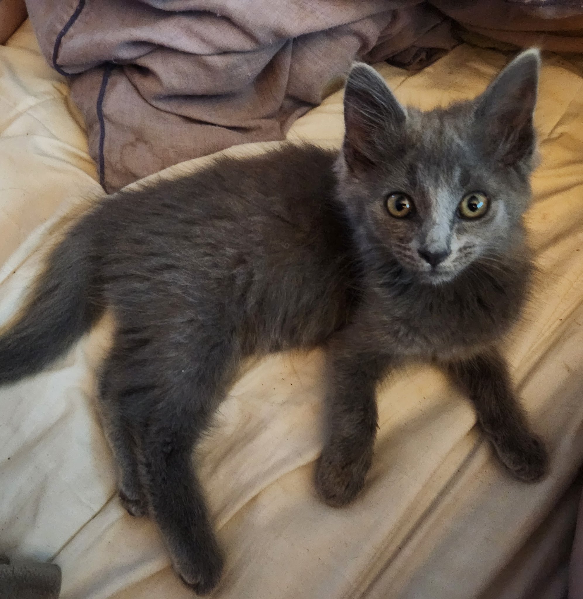 Help Ambrose the Kitten Heal and Find a Home campaign photo, 2 of 7