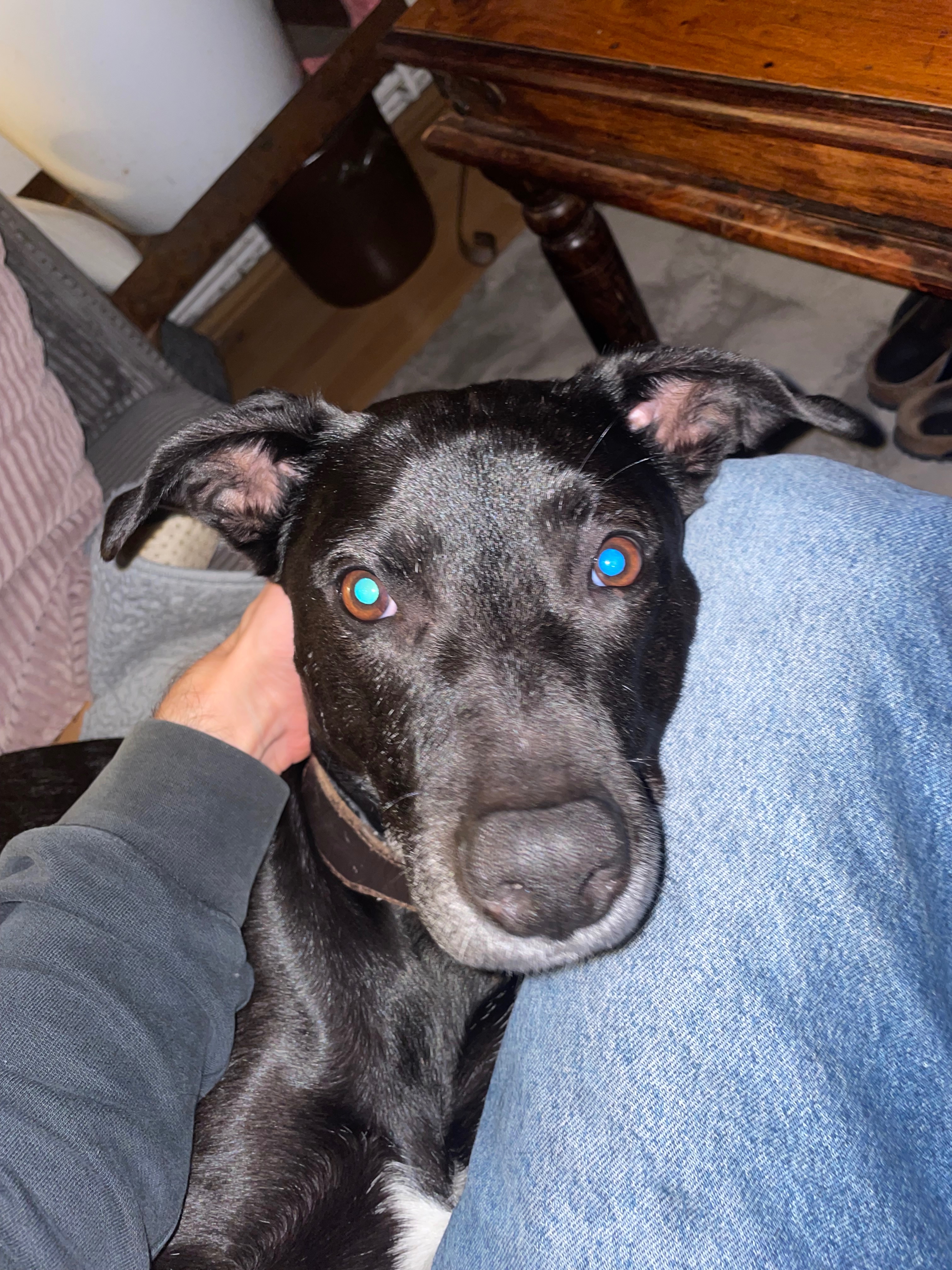 Hilfe für Buddy - Help us save Buddy’s life campaign photo, 2 of 5