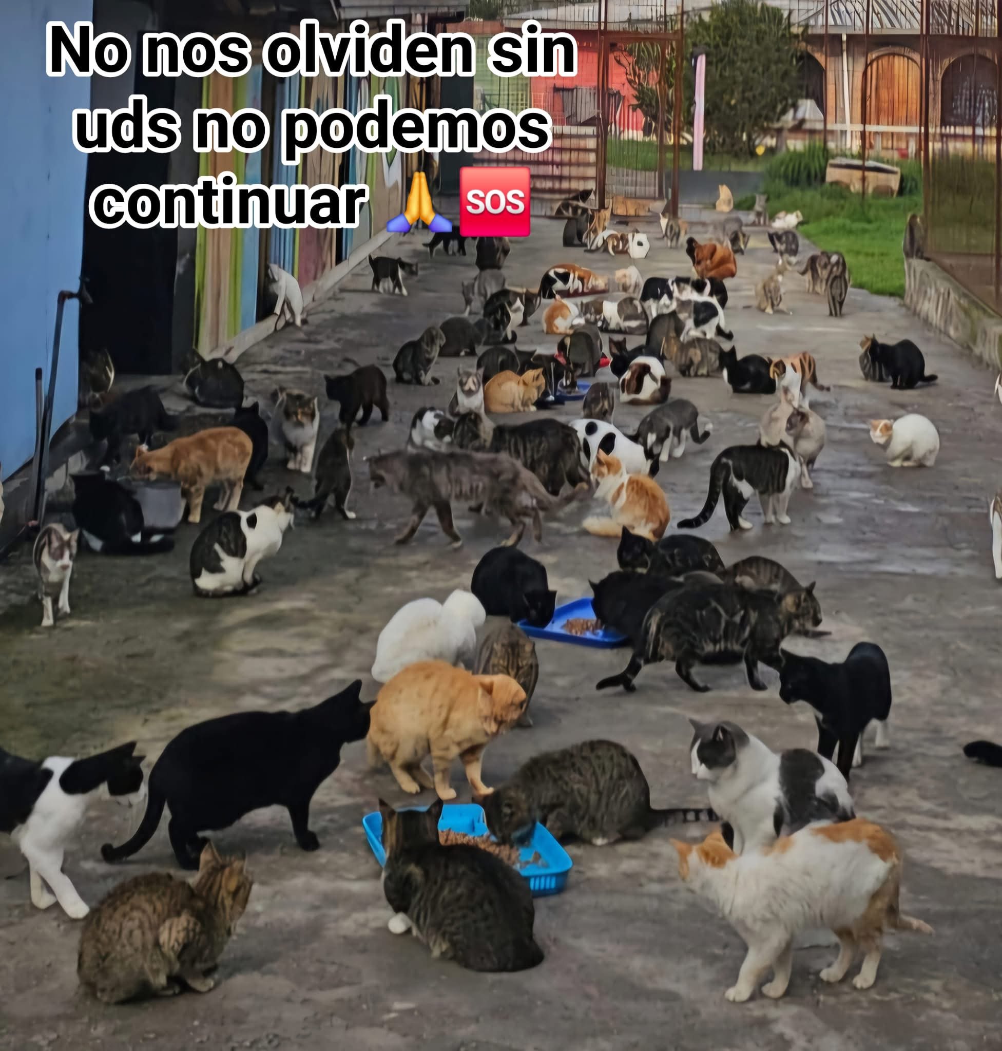 Cada Donación Alimenta, Cura, Salva Vidas Y Un Hogar campaign photo, 5 of 6