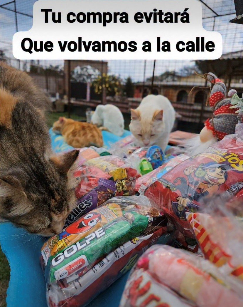 Cada Donación Alimenta, Cura, Salva Vidas Y Un Hogar campaign photo, 4 of 6