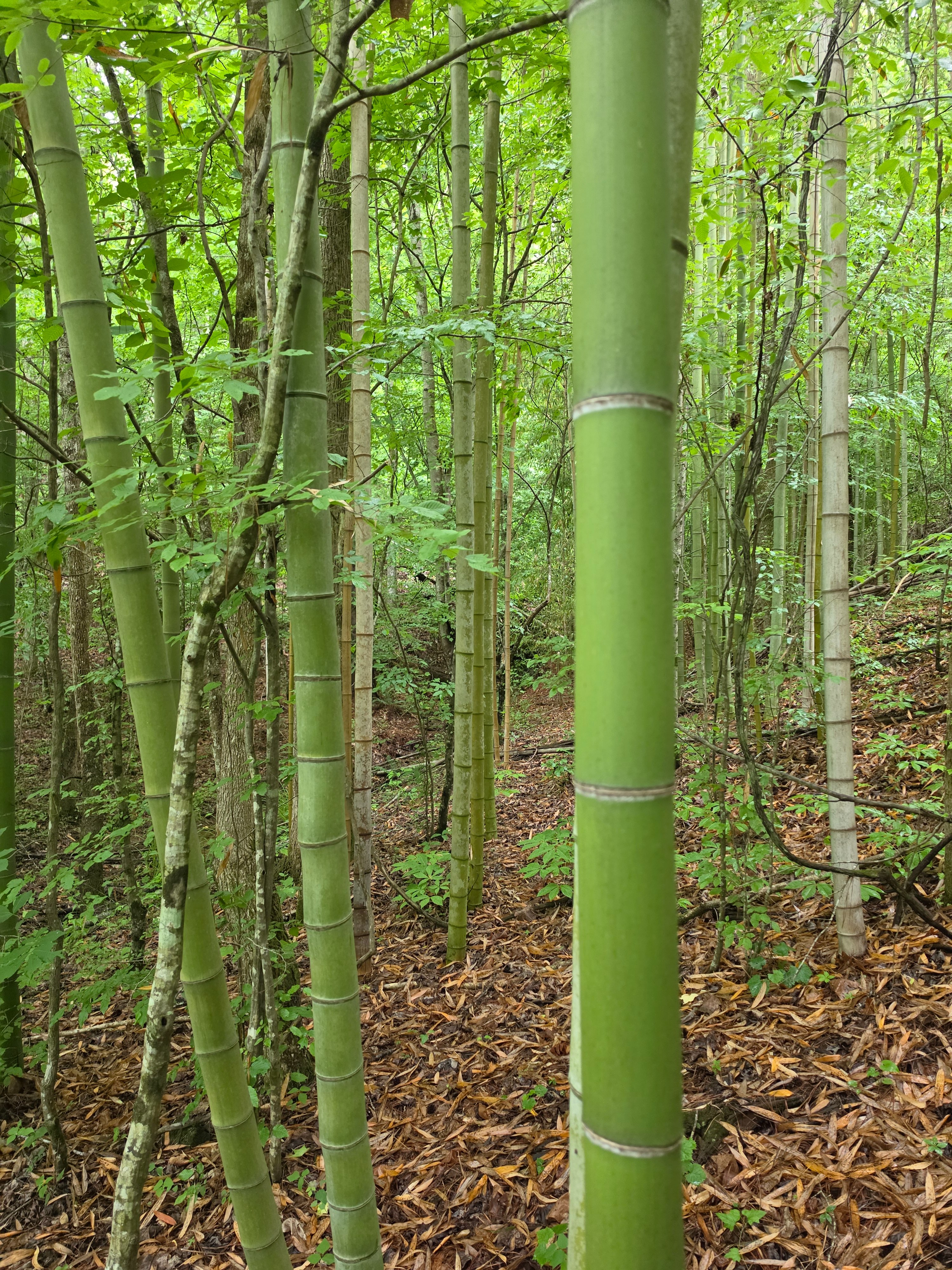 Help Build Bamboo Springs Sanctuary for Women campaign photo, 7 of 8