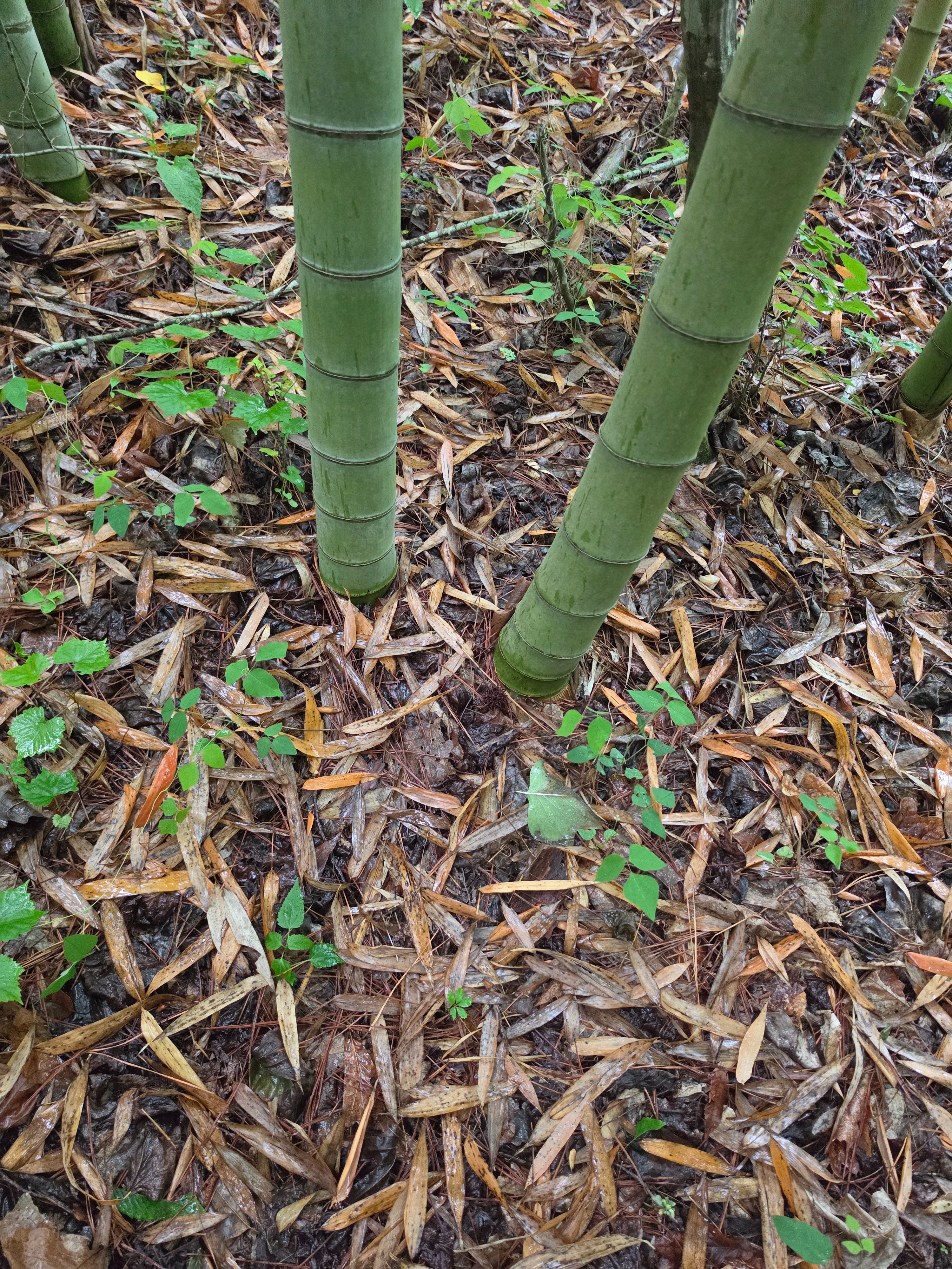 Help Build Bamboo Springs Sanctuary for Women campaign photo, 2 of 8