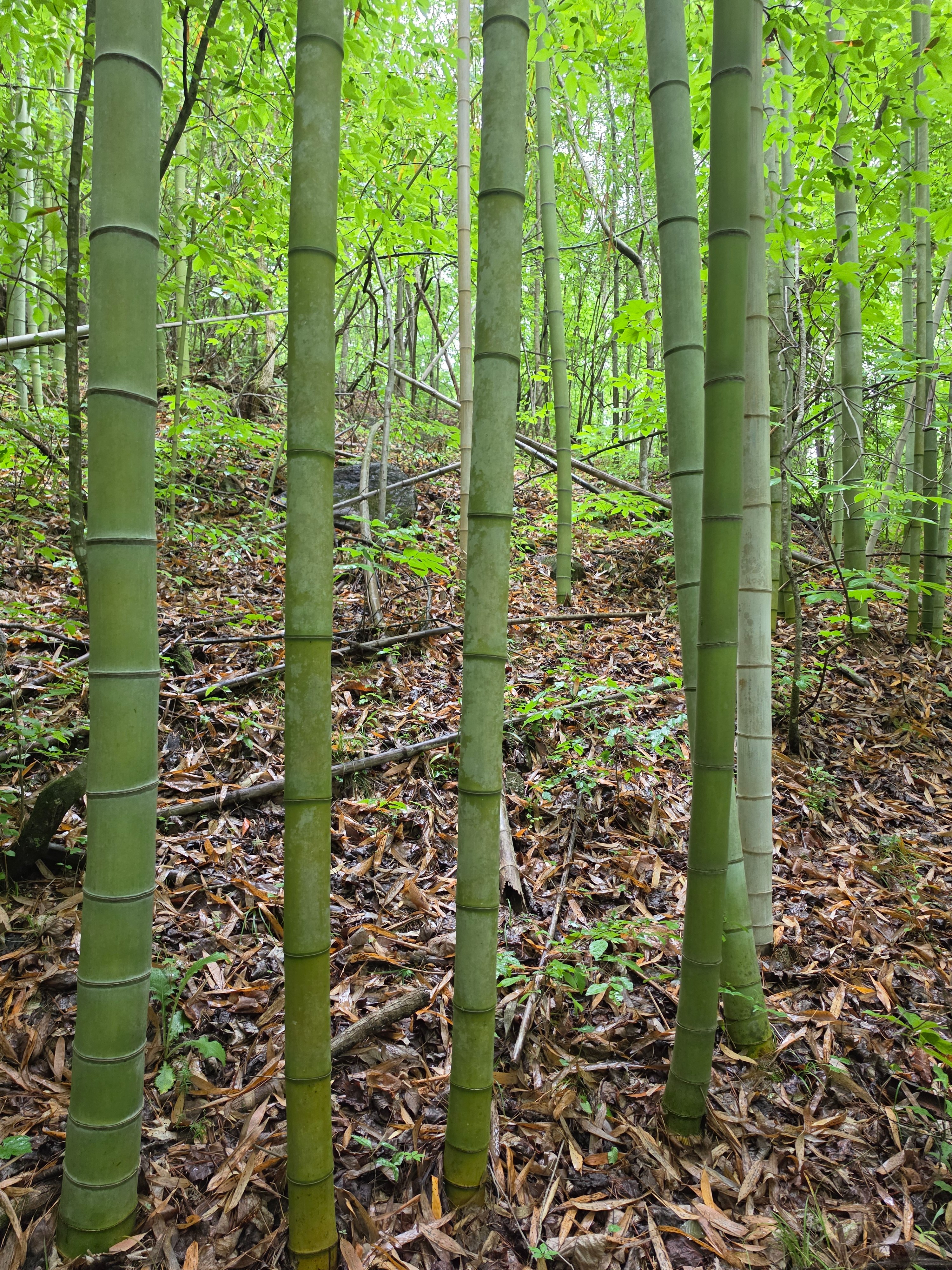 Help Build Bamboo Springs Sanctuary for Women campaign photo, 6 of 8