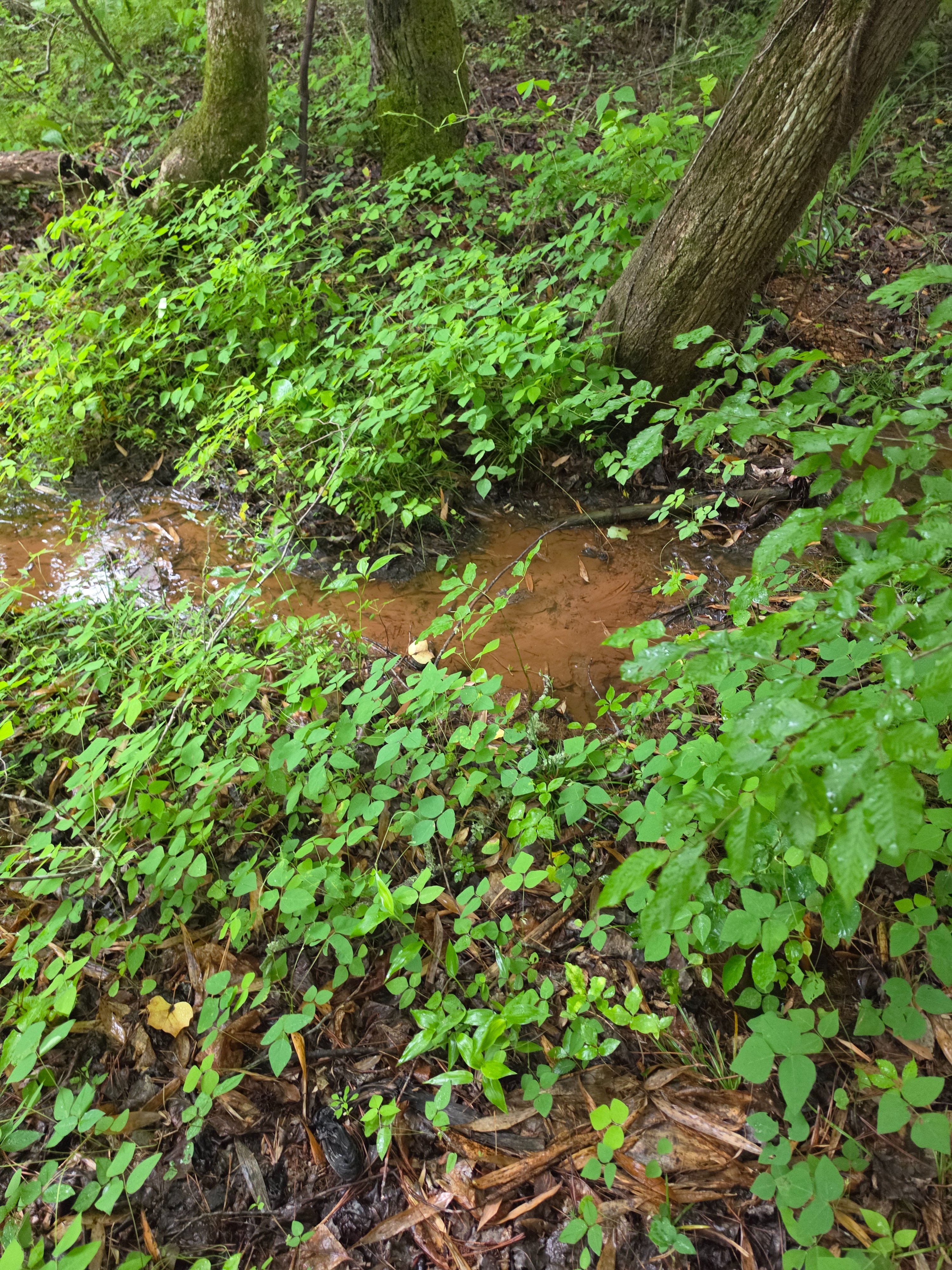 Help Build Bamboo Springs Sanctuary for Women campaign photo, 5 of 8