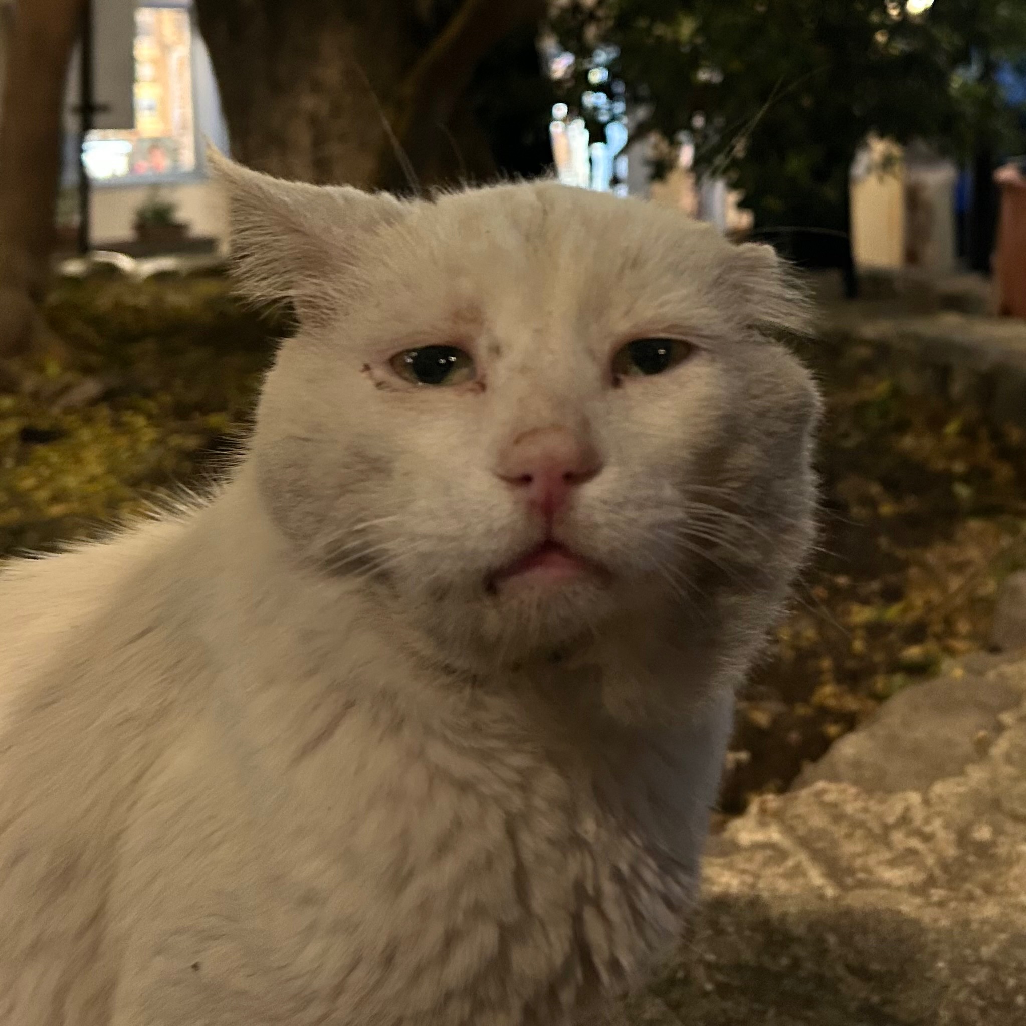 Help the Stray Cats & Dogs of Lesvos, Greece campaign photo, 7 of 8