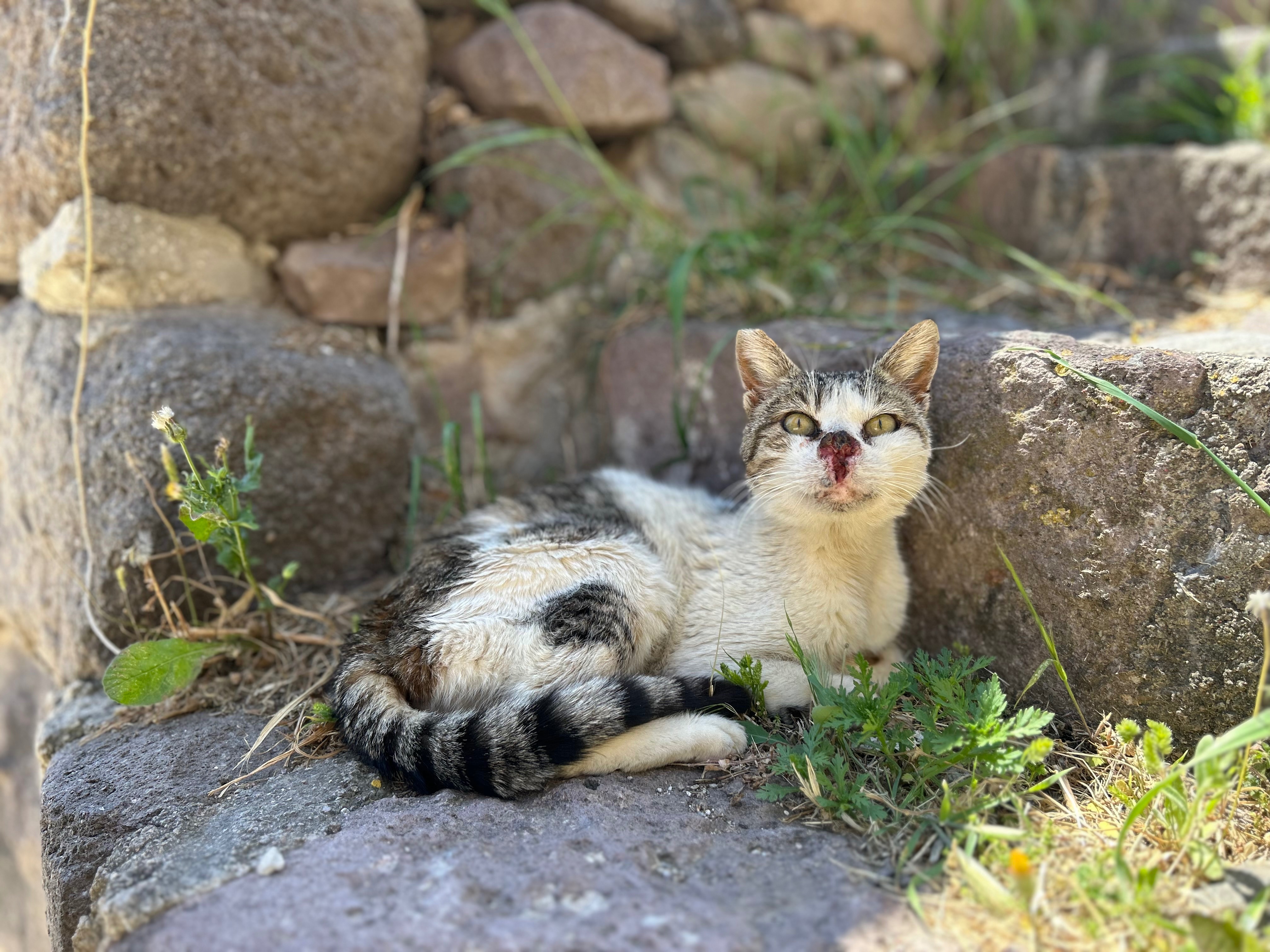 Help the Stray Cats & Dogs of Lesvos, Greece campaign photo, 2 of 8