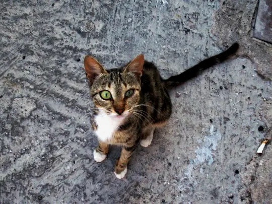 Help the Stray Cats & Dogs of Lesvos, Greece campaign photo, 4 of 8
