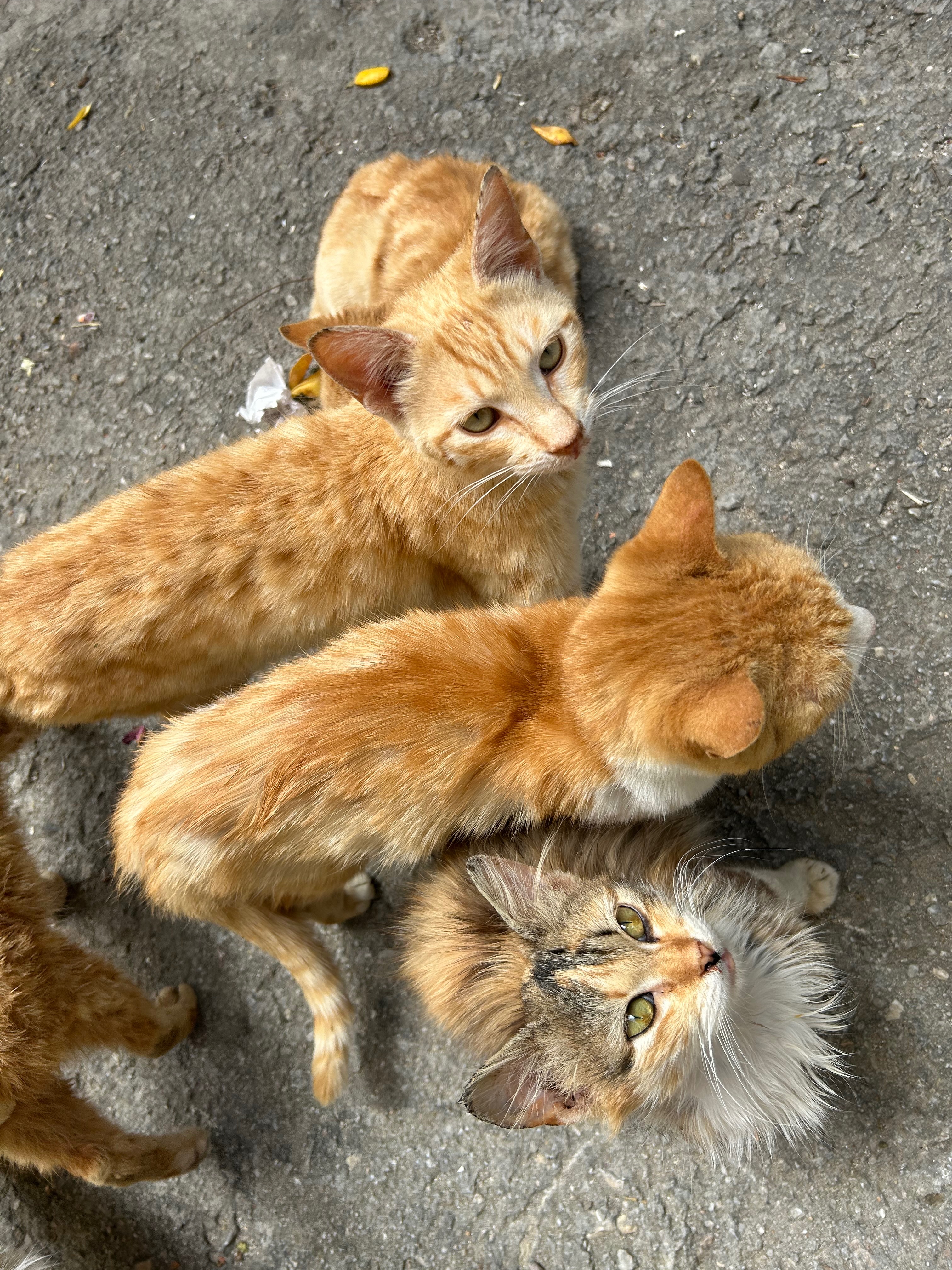 Help the Stray Cats & Dogs of Lesvos, Greece campaign photo, 5 of 8