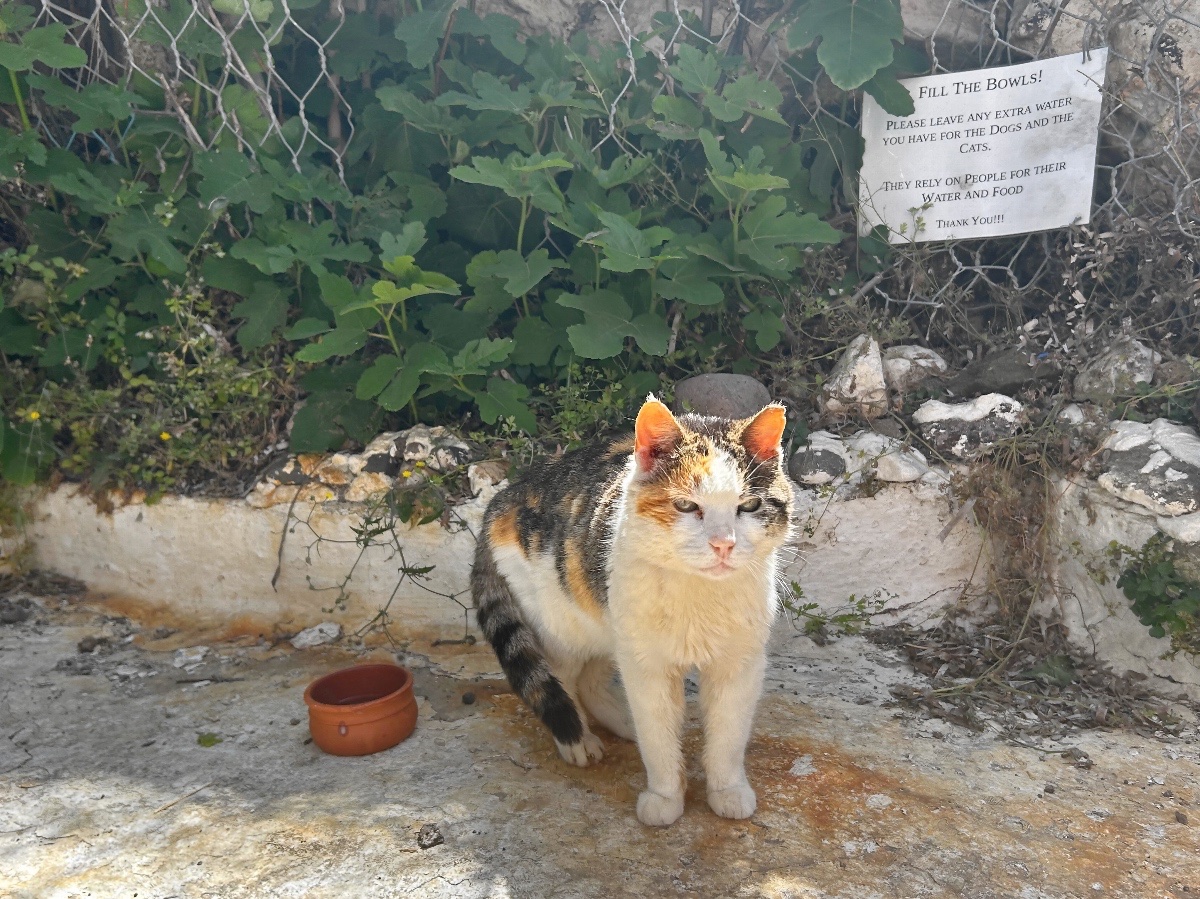 Help the Stray Cats & Dogs of Lesvos, Greece campaign photo, 6 of 8