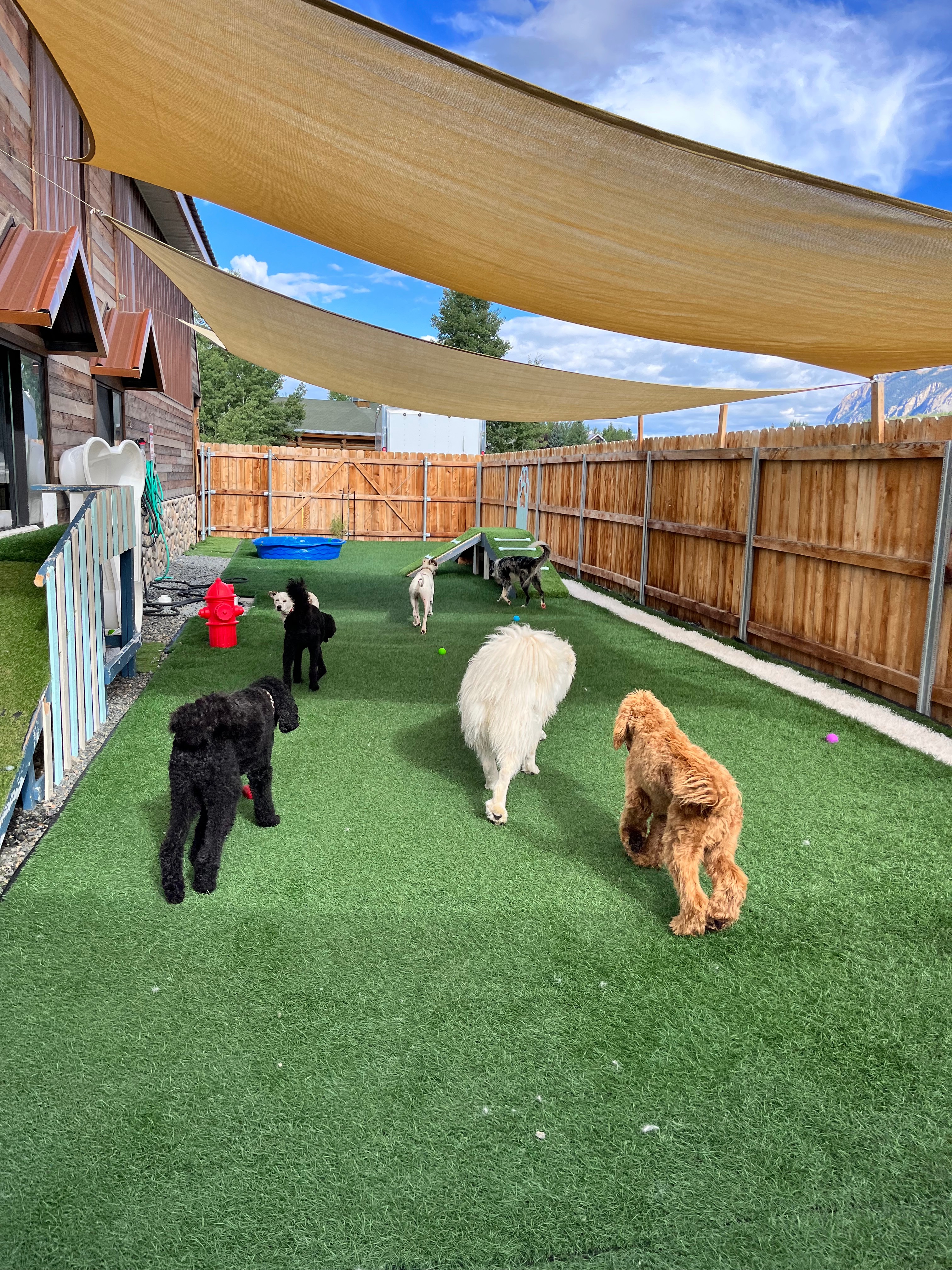 Support a Yard Upgrade for all the Good Dogs! campaign photo, 2 of 8