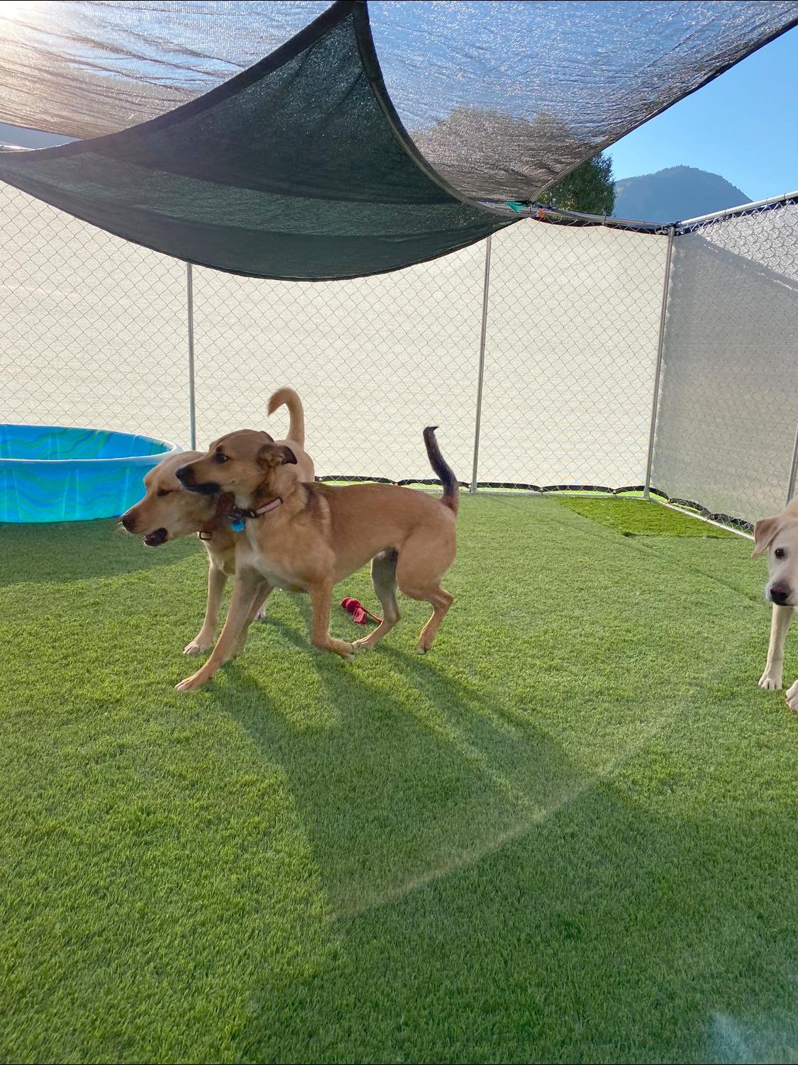Support a Yard Upgrade for all the Good Dogs! campaign photo, 6 of 8