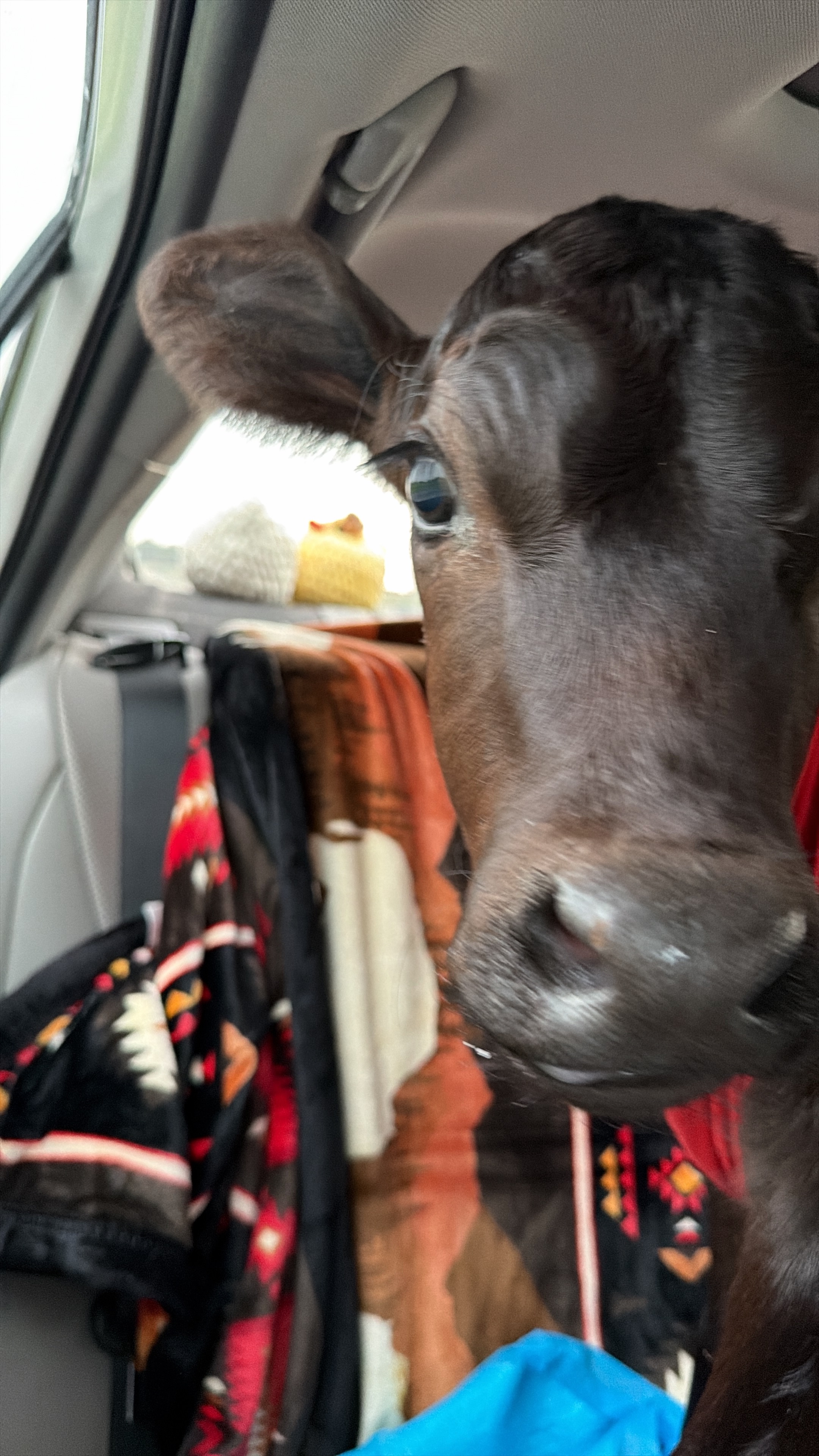Help Clover the Calf Fight for Her Second Chance campaign photo, 7 of 8