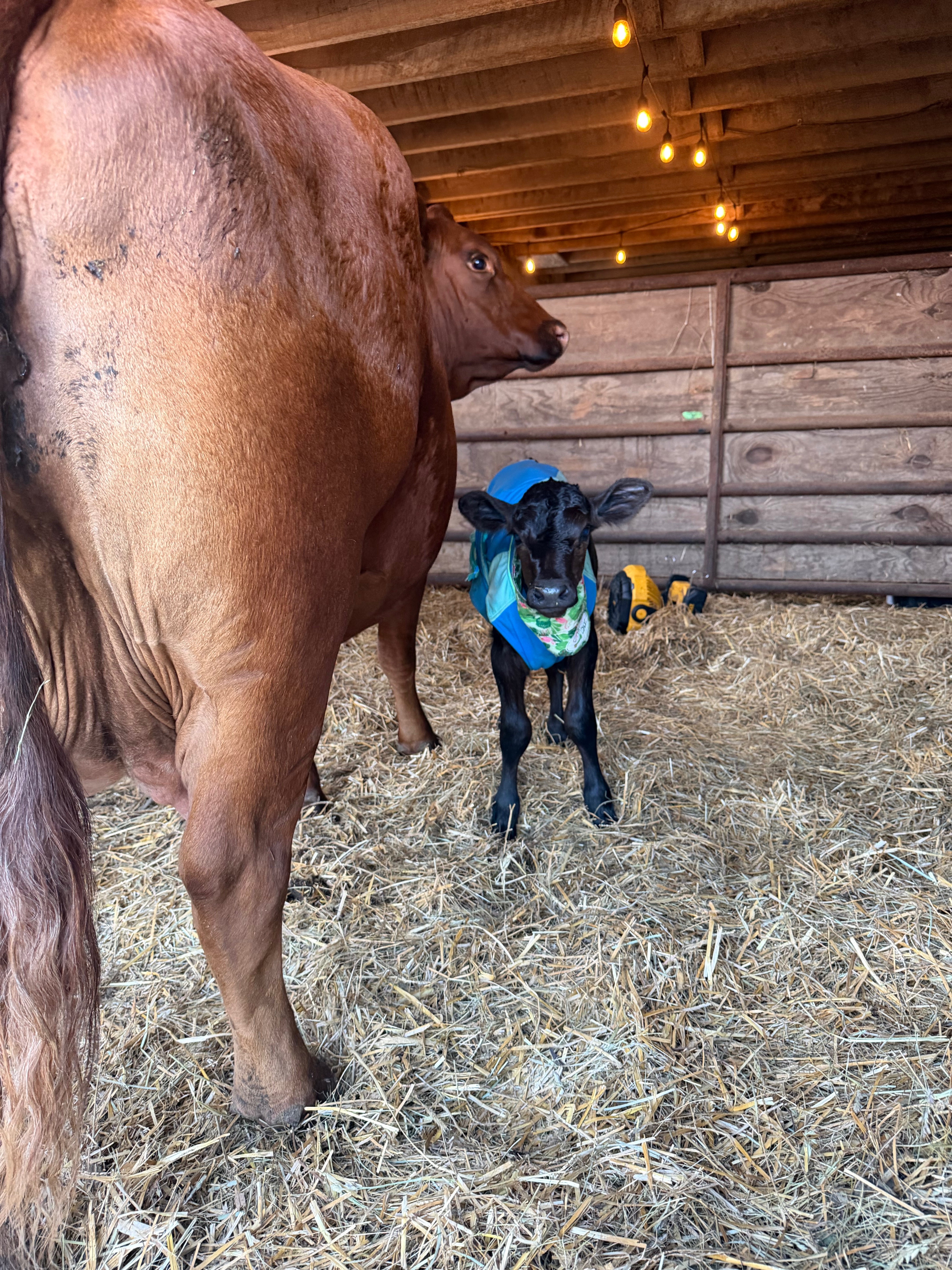Help Clover the Calf Fight for Her Second Chance campaign photo, 2 of 8