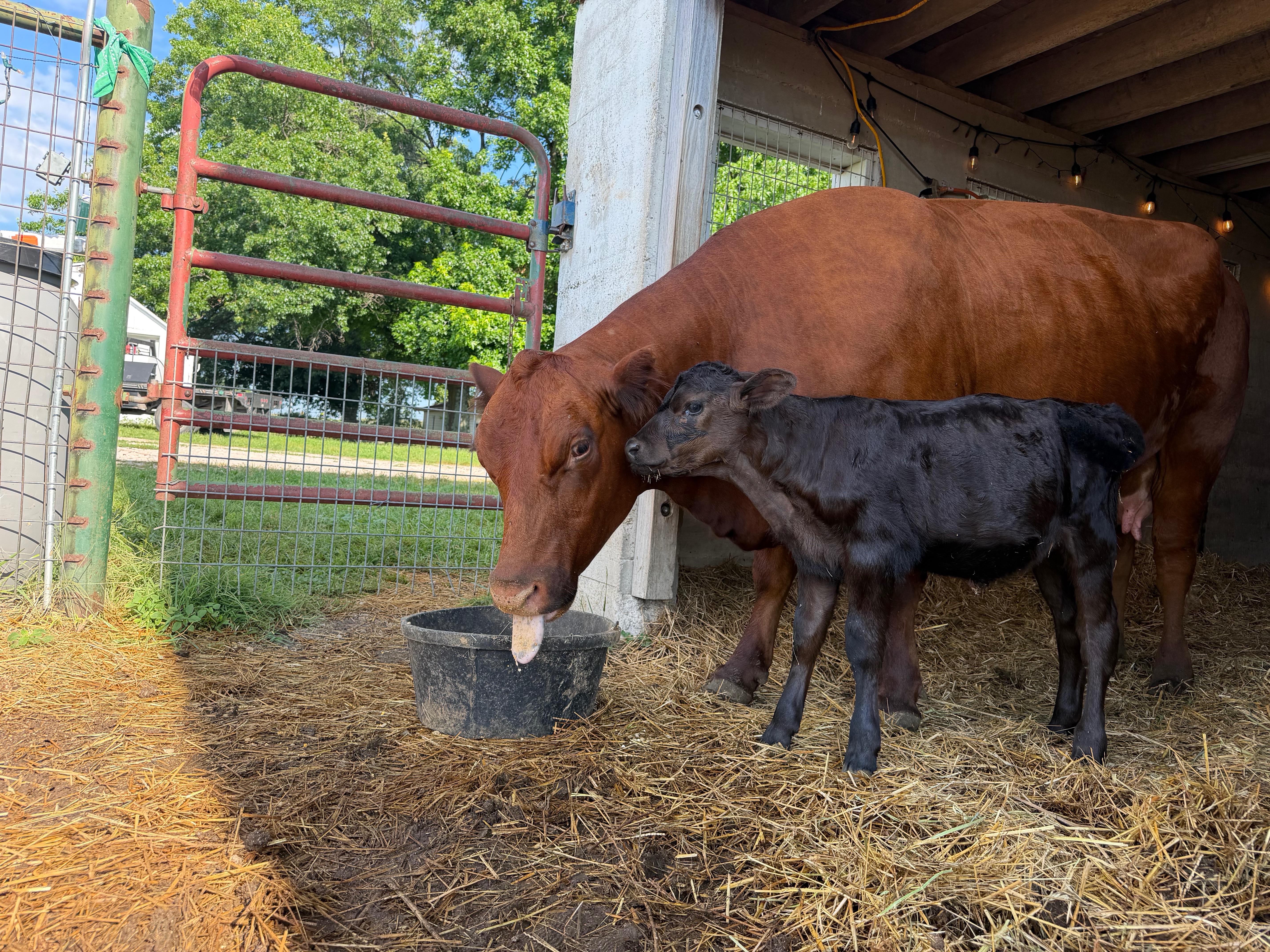 Help Clover the Calf Fight for Her Second Chance campaign photo, 4 of 8