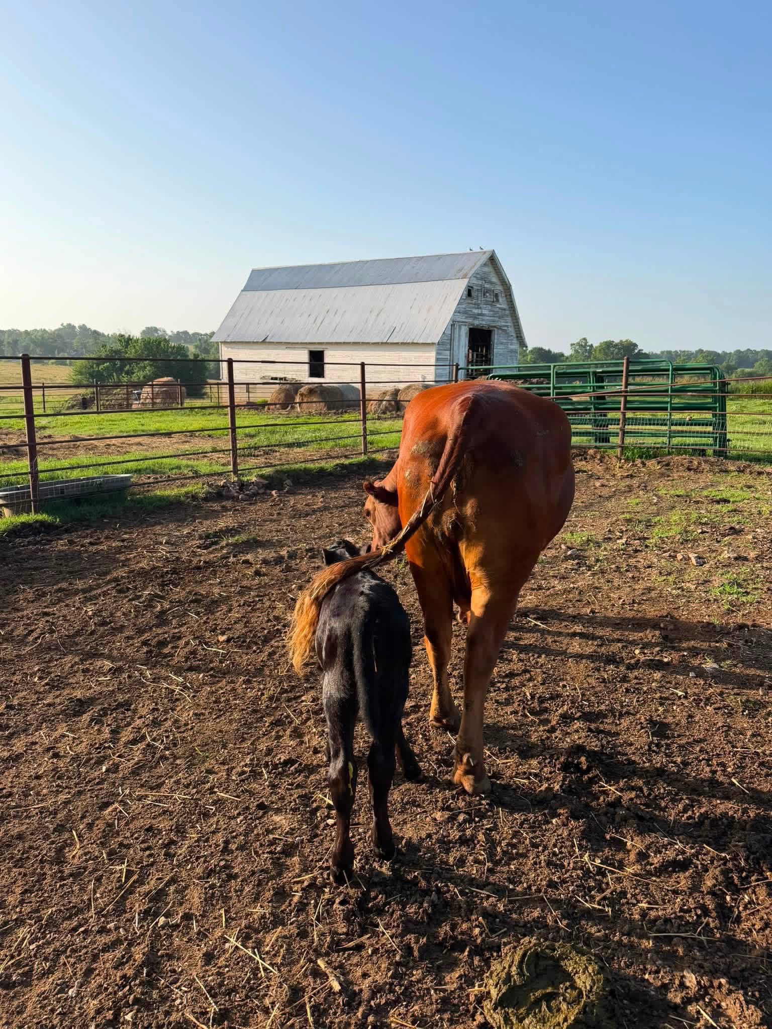 Help Clover the Calf Fight for Her Second Chance campaign photo, 5 of 8