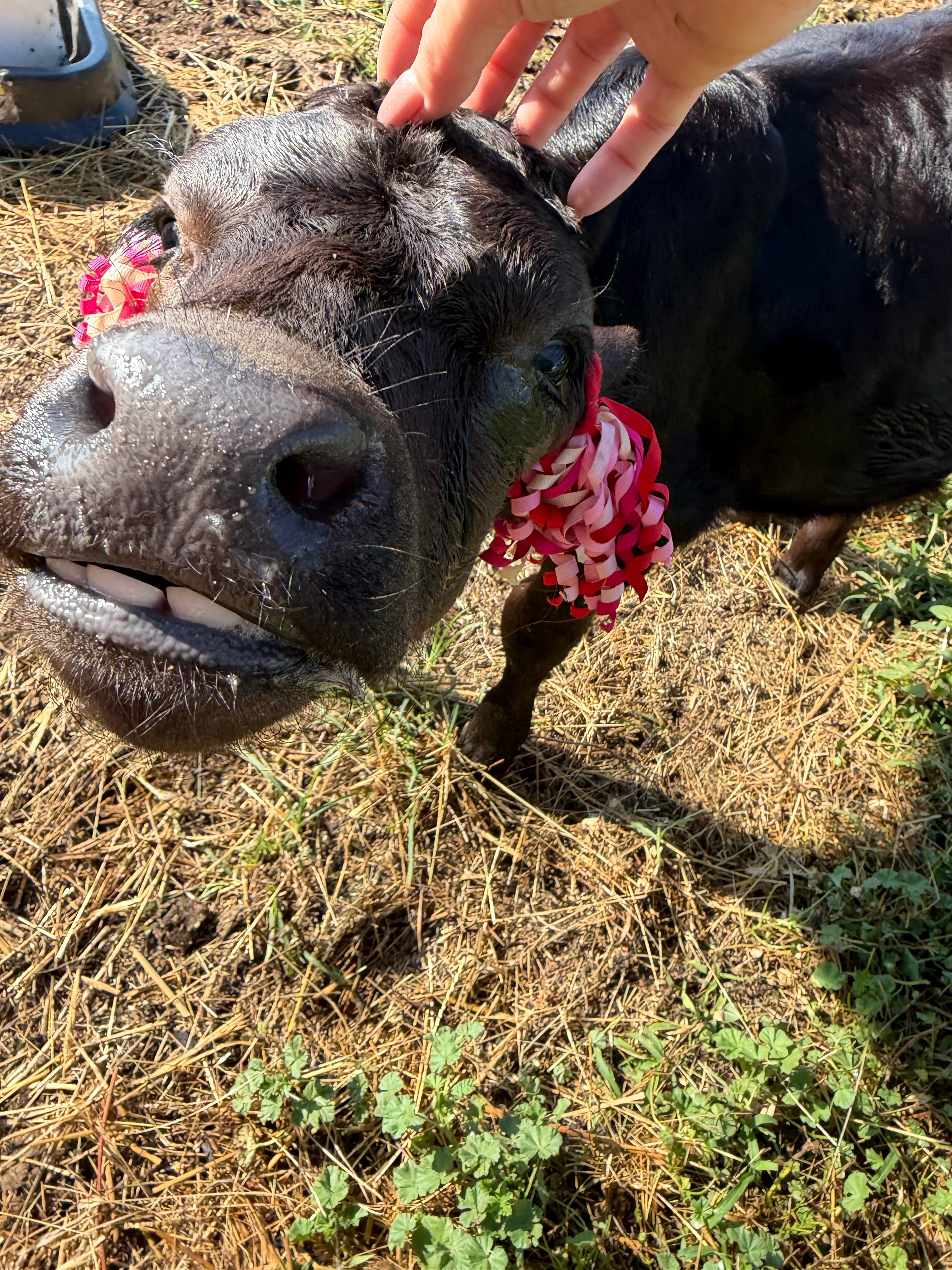 Help Clover the Calf Fight for Her Second Chance campaign photo, 6 of 8