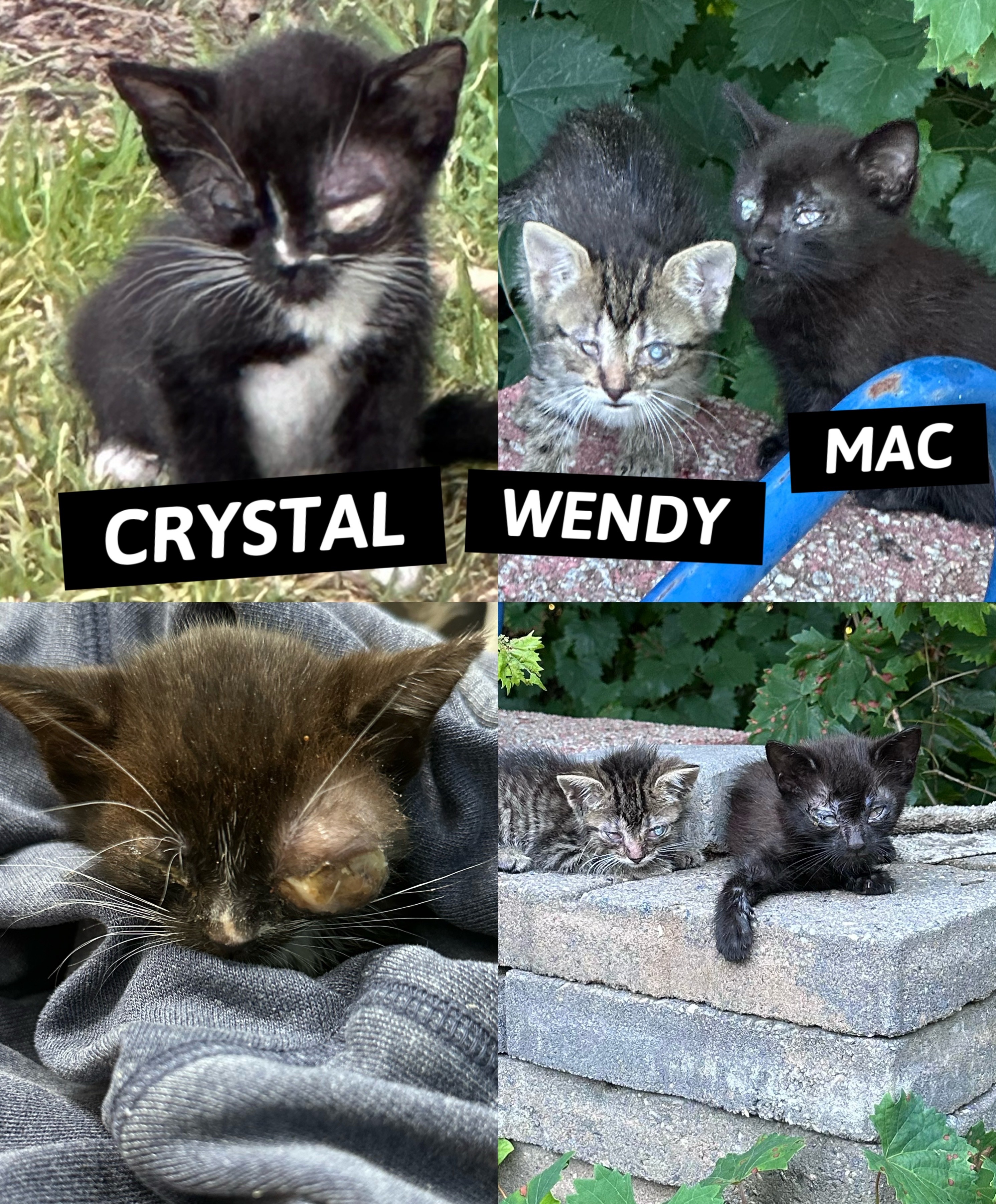Help 3 Kittens Get Eye Treatment & Surgery campaign photo, 5 of 6