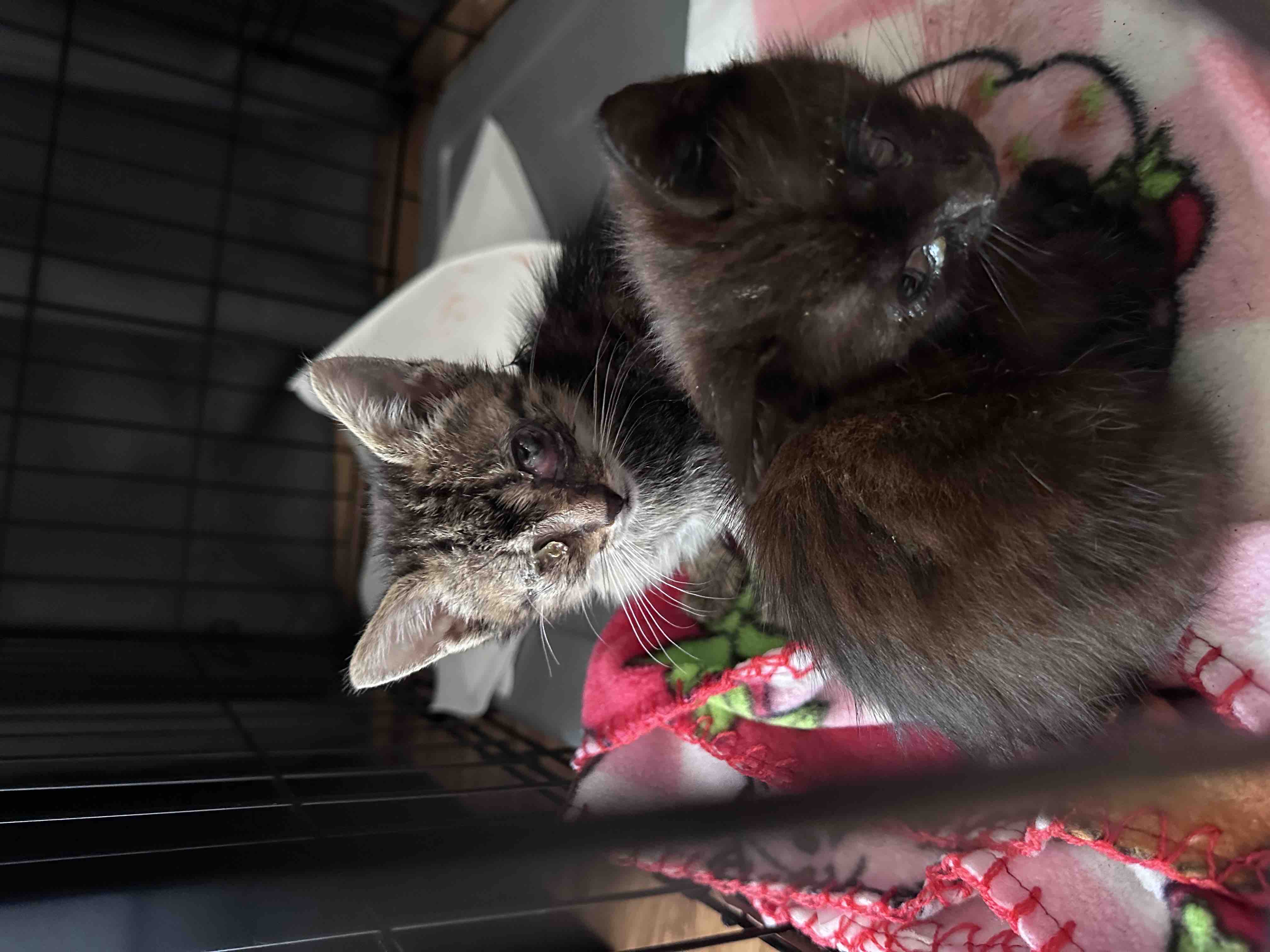 Help 3 Kittens Get Eye Treatment & Surgery campaign photo, 4 of 6