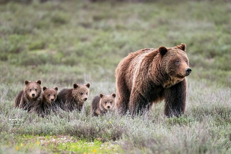 Protect Apex Predators, Protect Our Wilds campaign photo, 7 of 8
