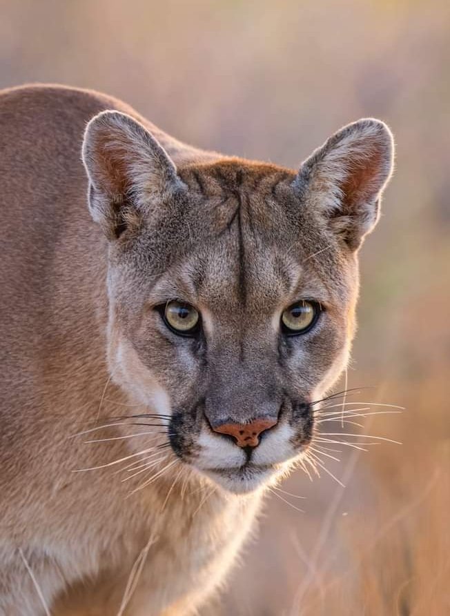 Protect Apex Predators, Protect Our Wilds campaign photo, 2 of 8