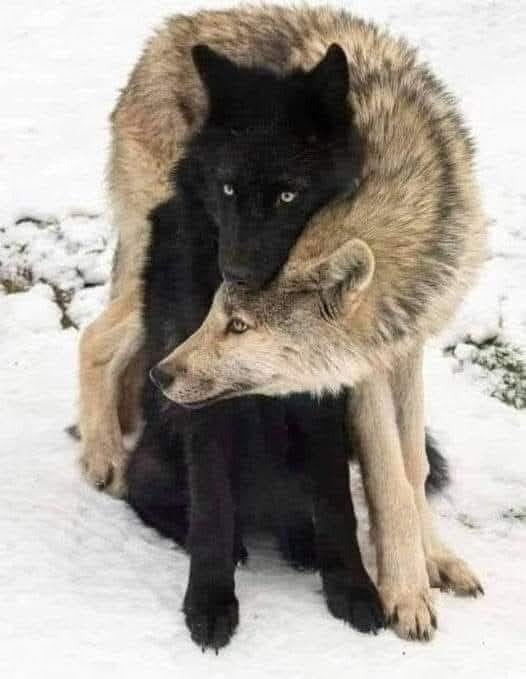 Protect Apex Predators, Protect Our Wilds campaign photo, 4 of 8