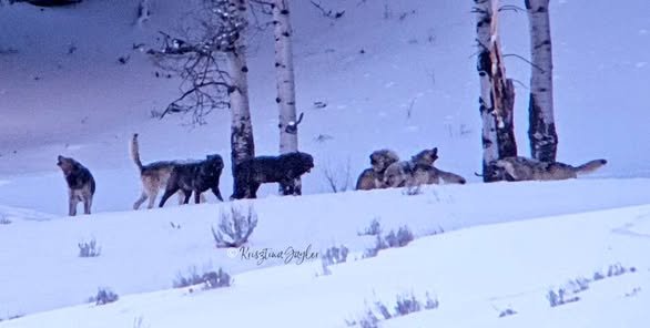 Protect Apex Predators, Protect Our Wilds campaign photo, 5 of 8