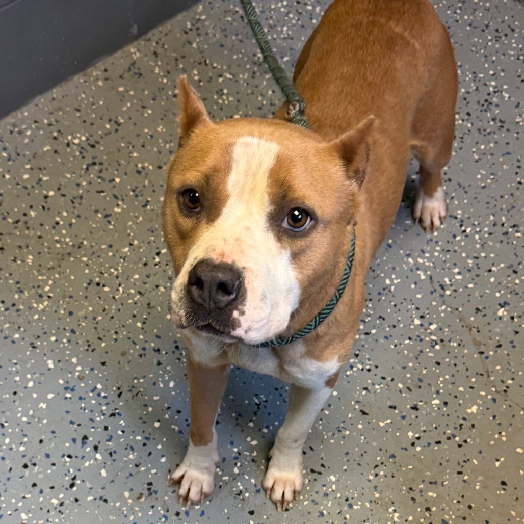 Help Rhea Get Her Heartworm Treatment campaign photo, 4 of 5