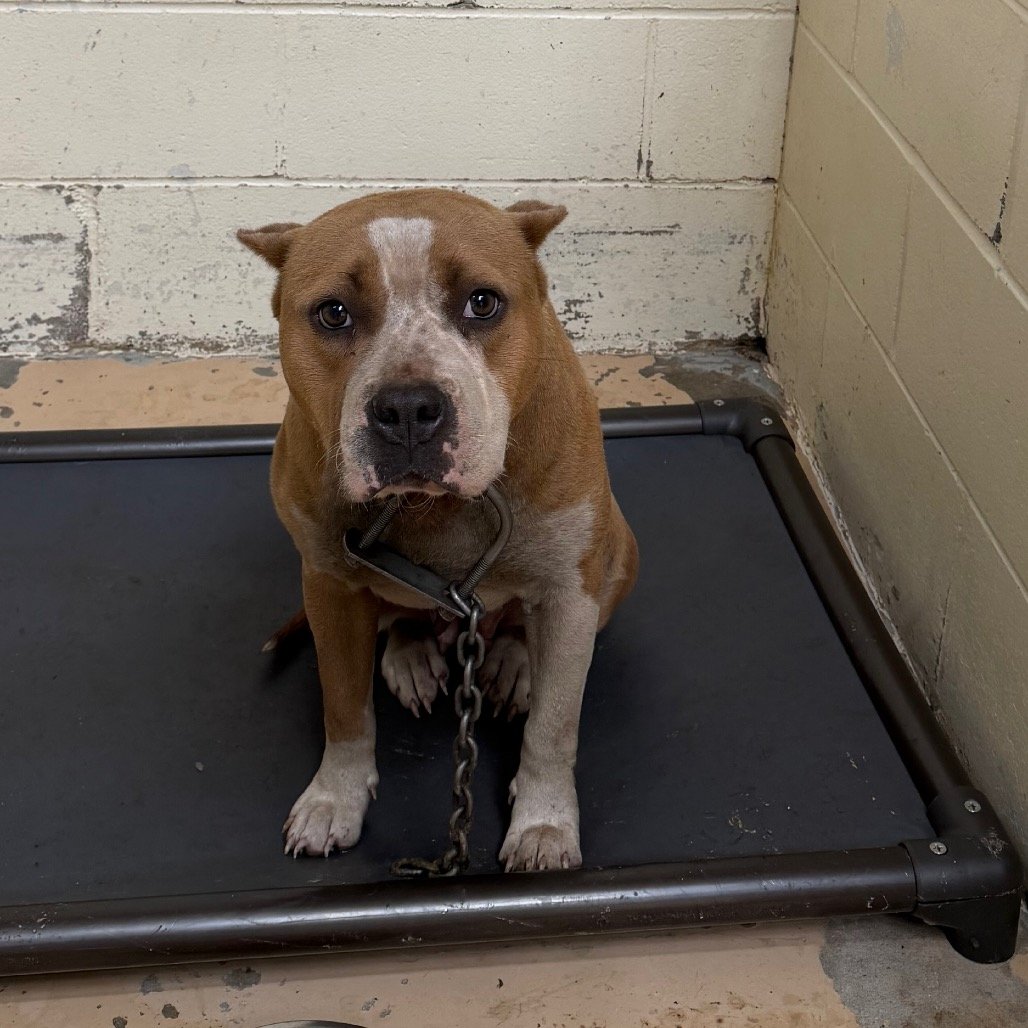 Help Rhea Get Her Heartworm Treatment campaign photo, 2 of 5