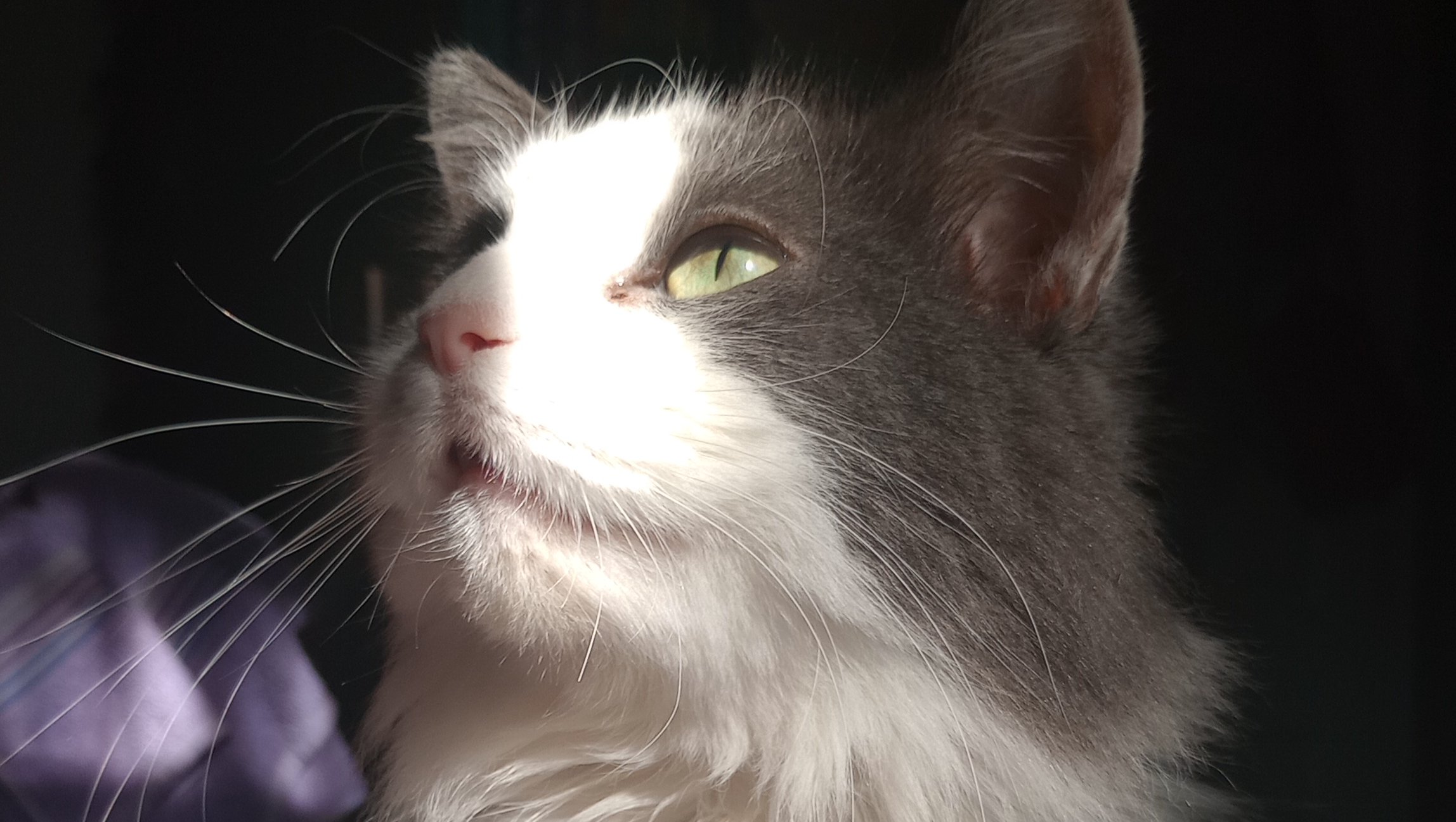 Fundraiser by Gabriela Alejandro : Urgent help for Yuki