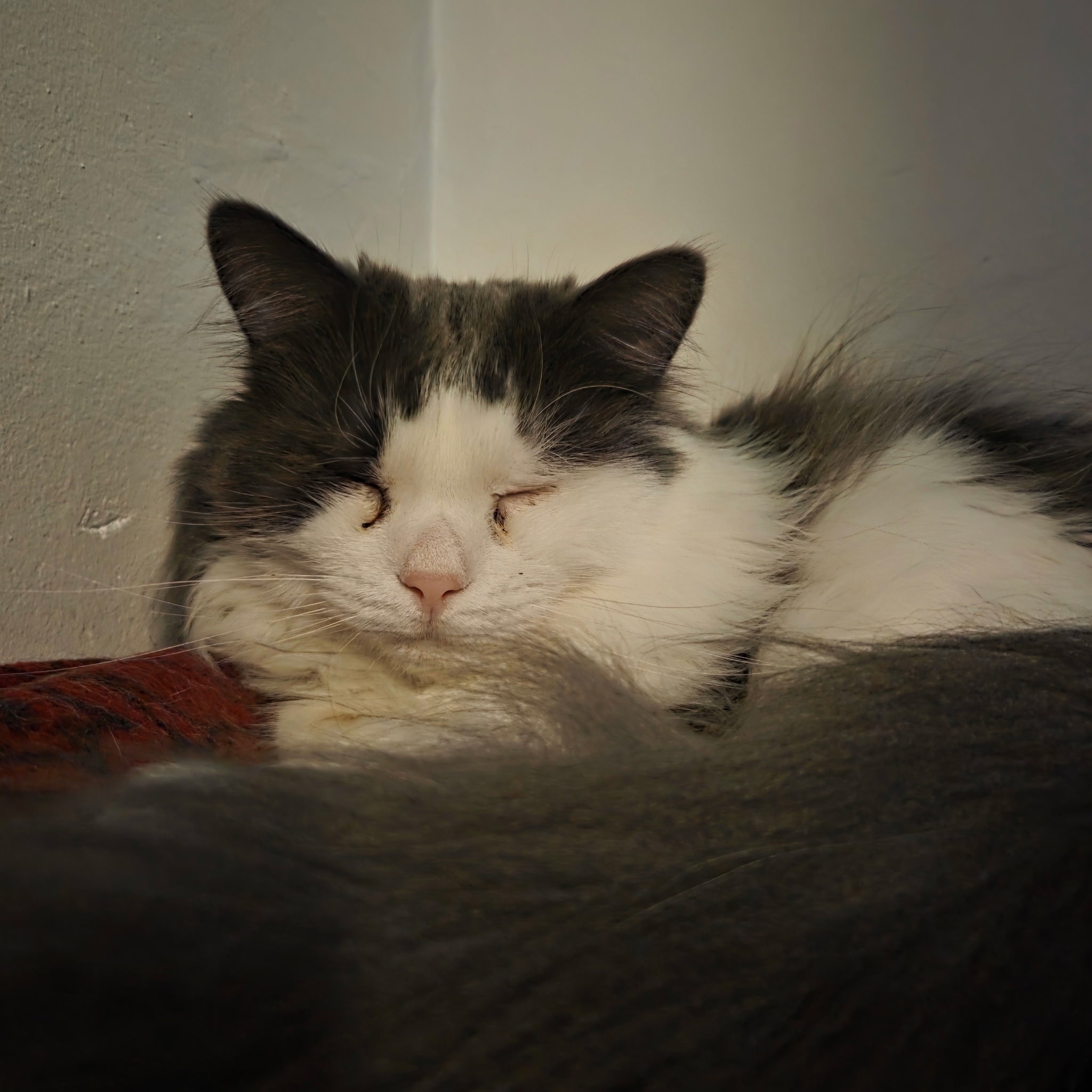 Eye surgery & Recovery for Meko campaign photo, 5 of 9