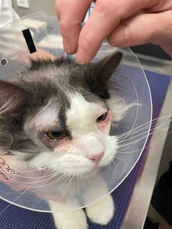 Eye surgery & Recovery for Meko campaign photo, 6 of 9