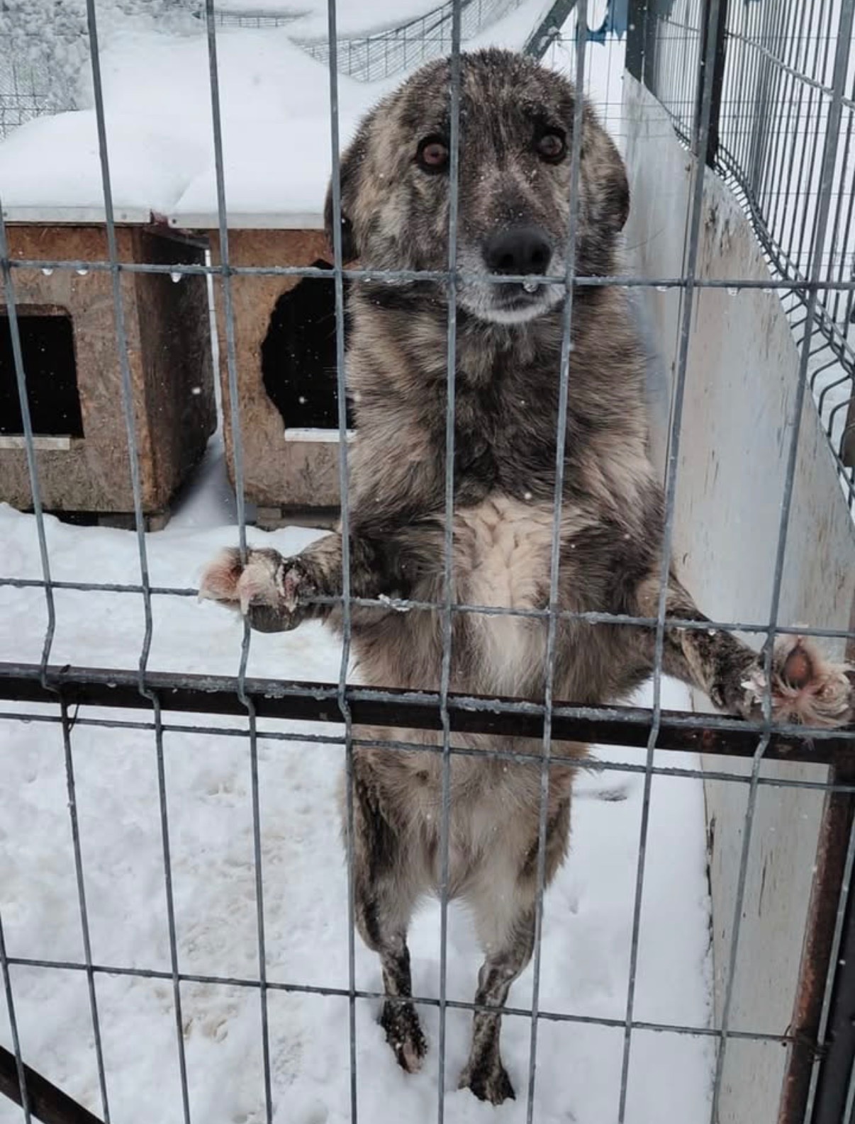 Help Us Keep Romania’s Rescue Animals Alive This Winter campaign photo, 6 of 7