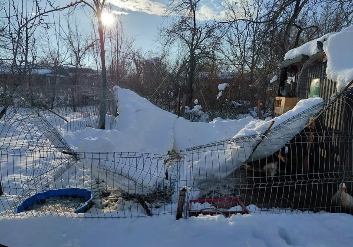 Help Us Keep Romania’s Rescue Animals Alive This Winter campaign photo, 4 of 7
