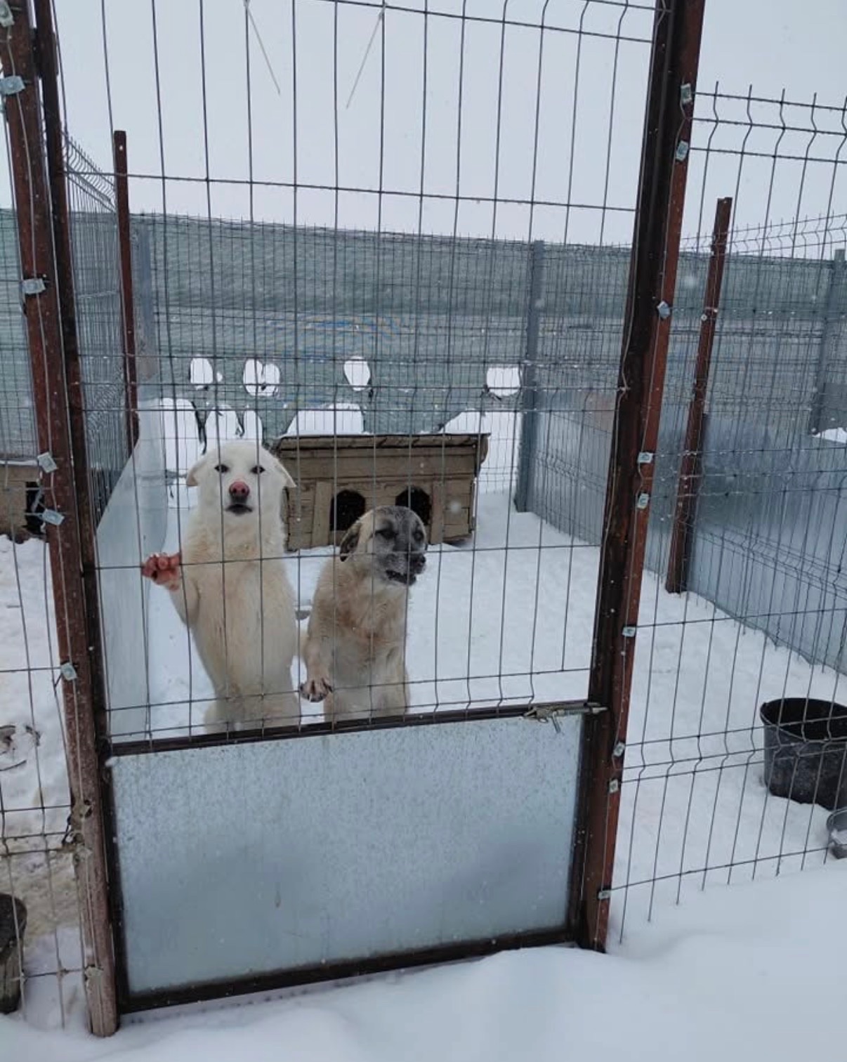 Help Us Keep Romania’s Rescue Animals Alive This Winter campaign photo, 5 of 7