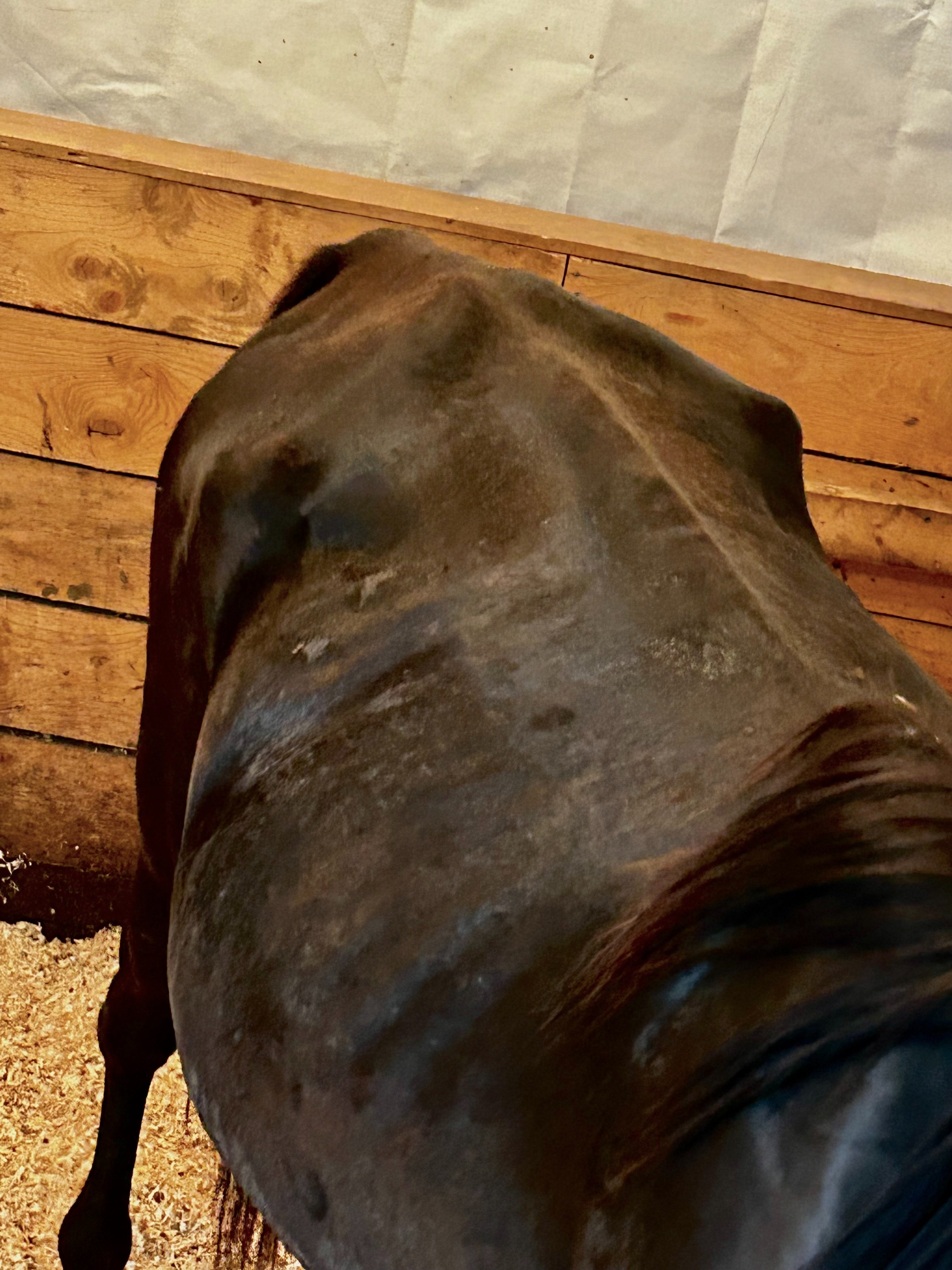 Newly Rescued Starved Momma with young colt needs FOOD! campaign photo, 5 of 6