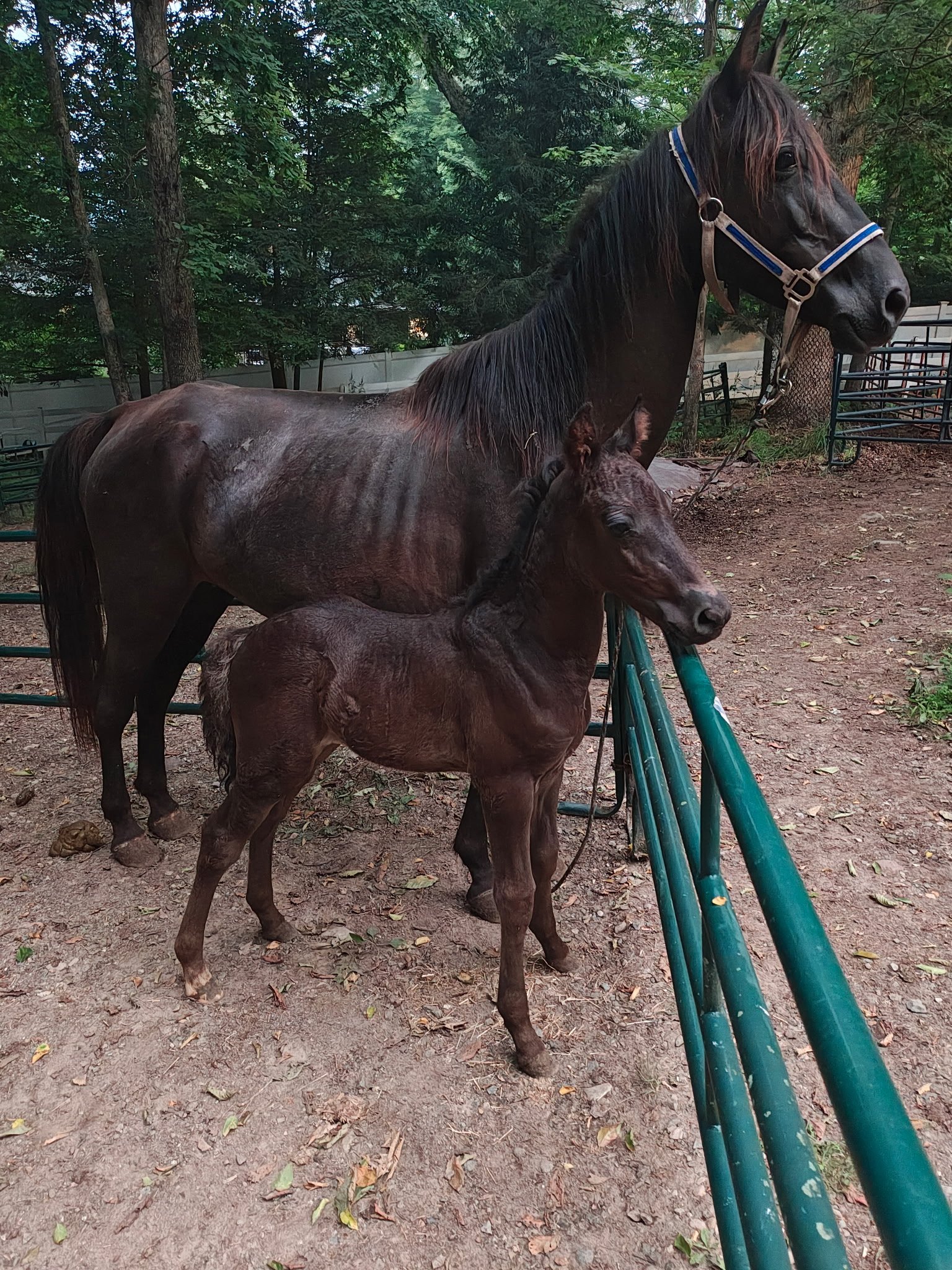 Newly Rescued Starved Momma with young colt needs FOOD! campaign photo, 4 of 6